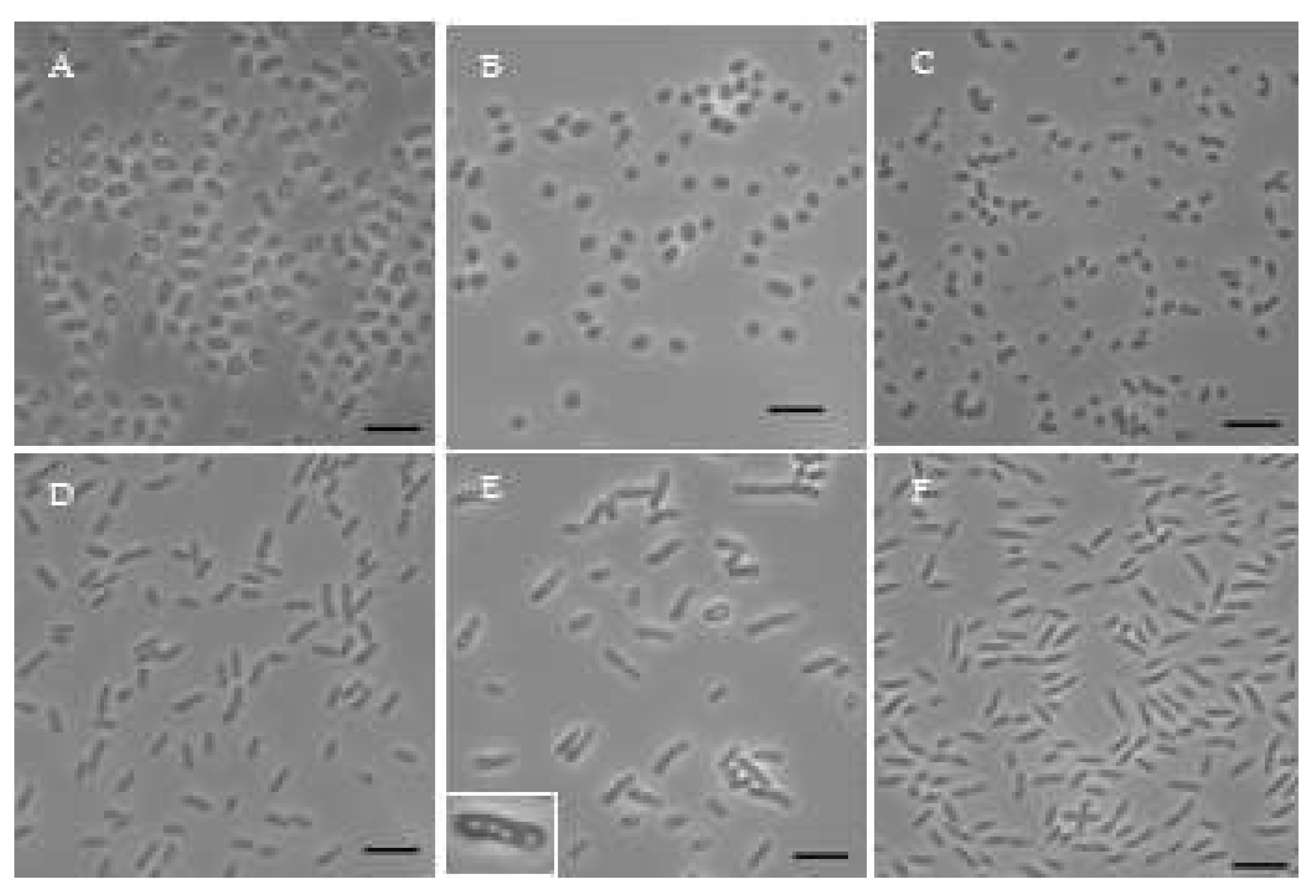 Preprints 105093 g004