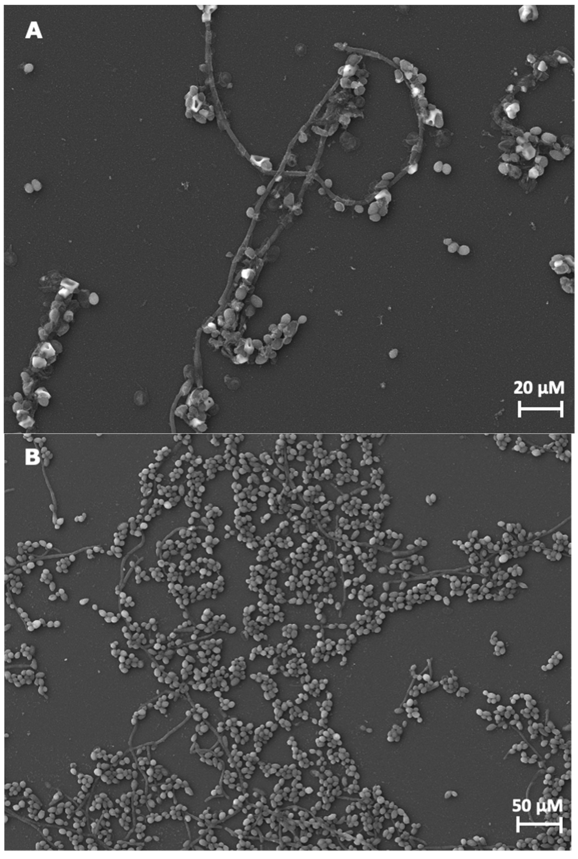 Preprints 113787 g002a