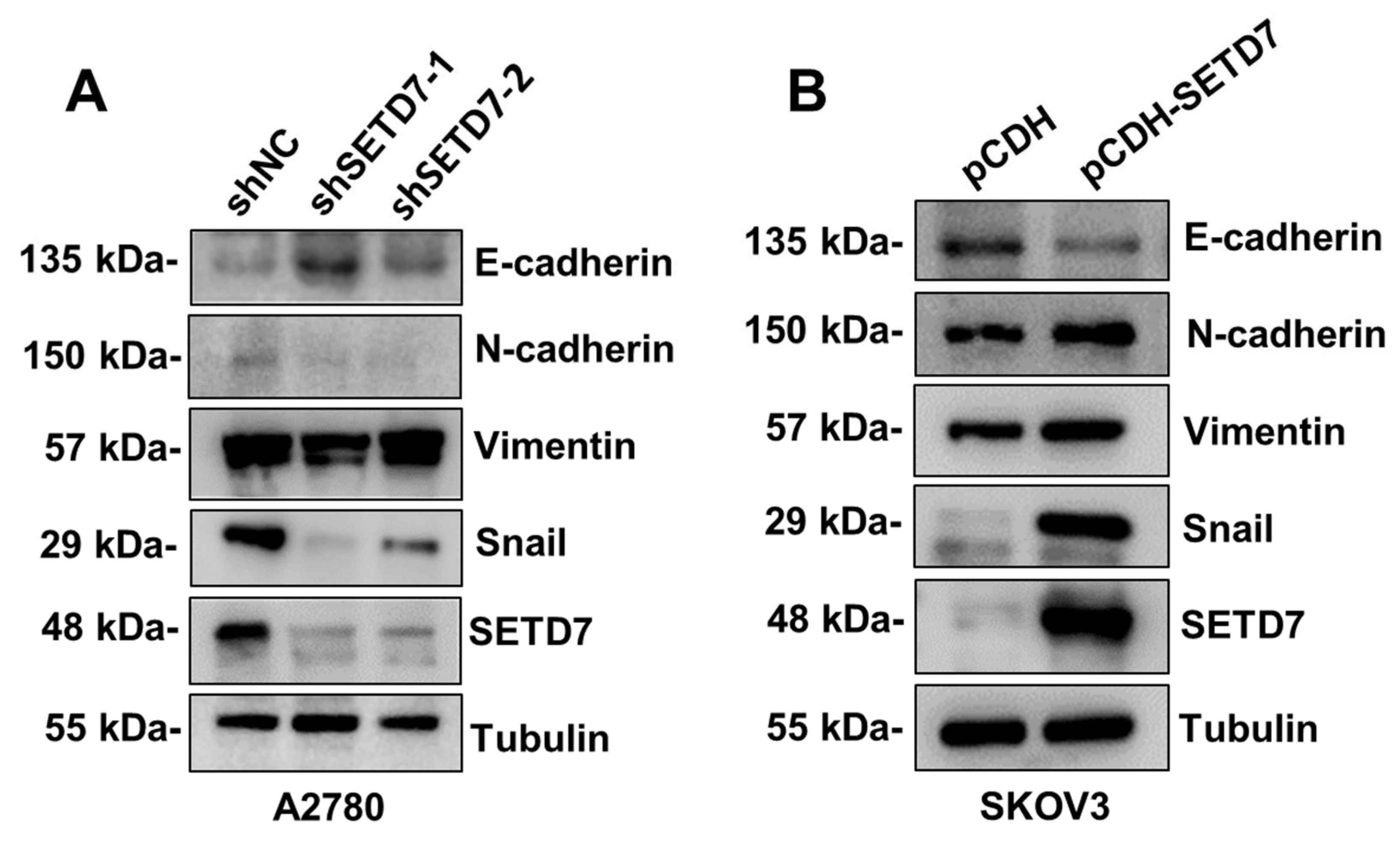 Preprints 109633 g005