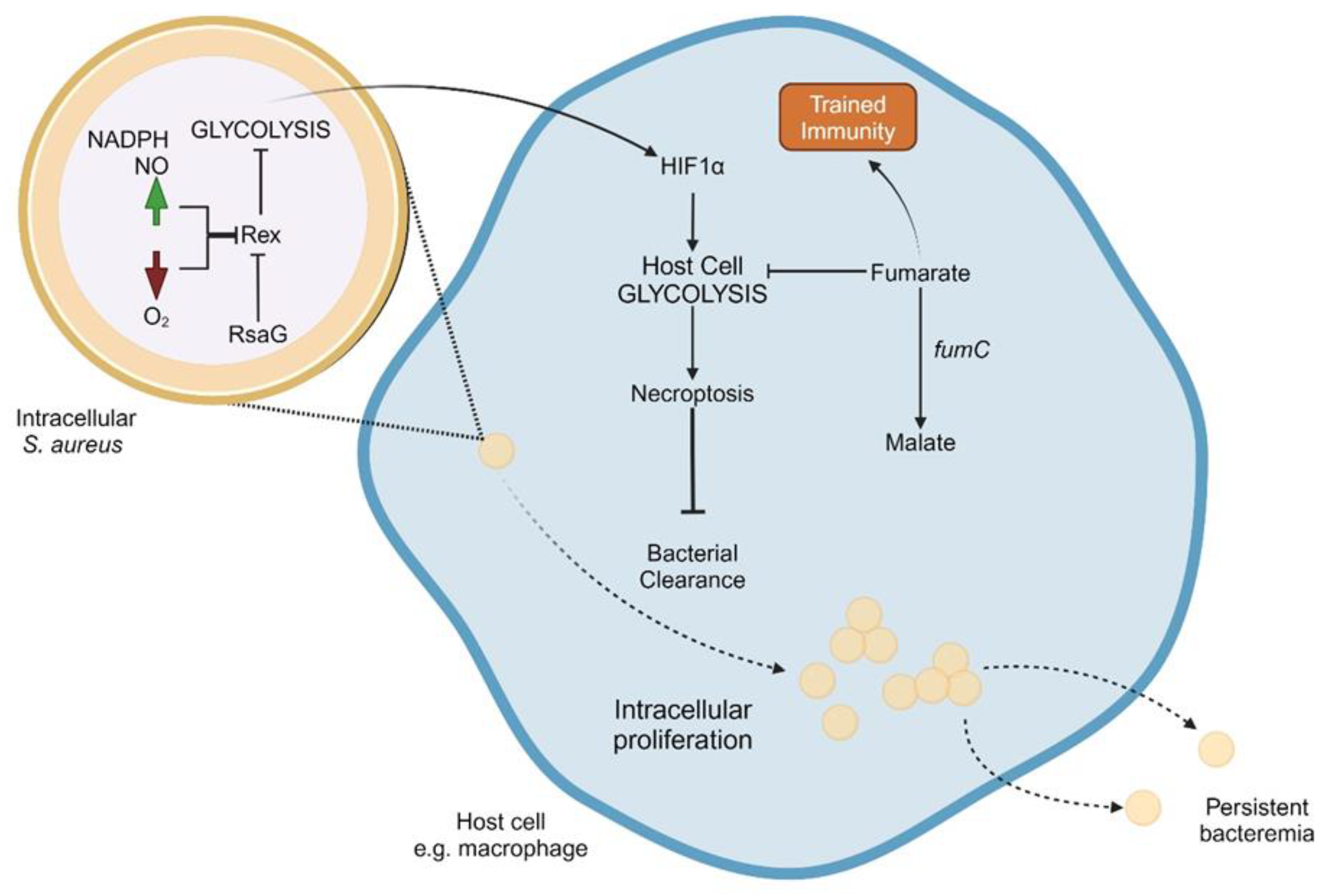 Preprints 107217 g002