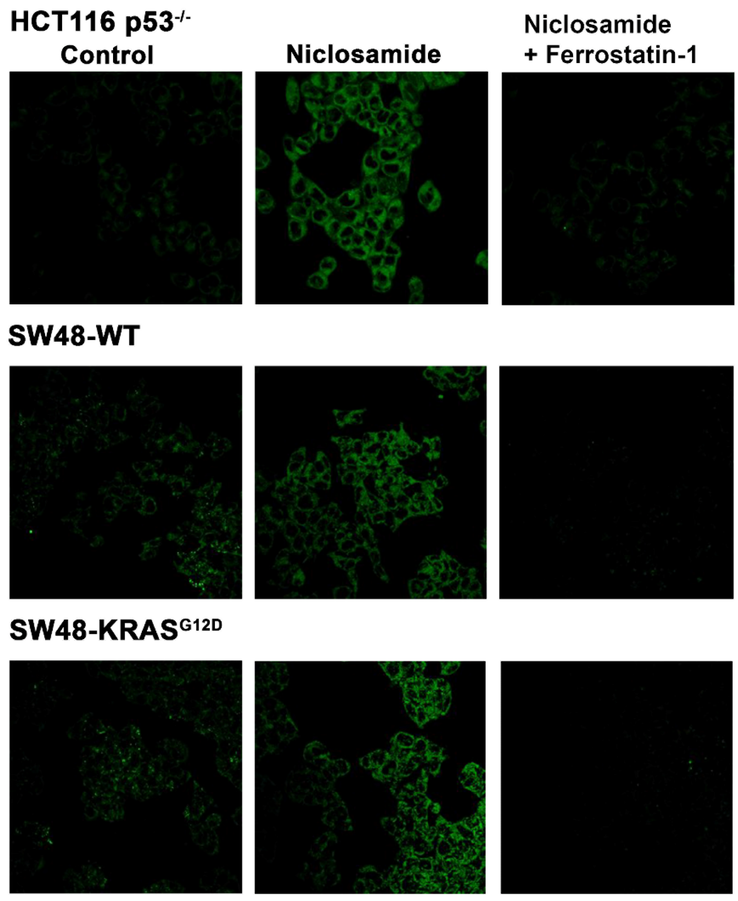 Preprints 108471 g012