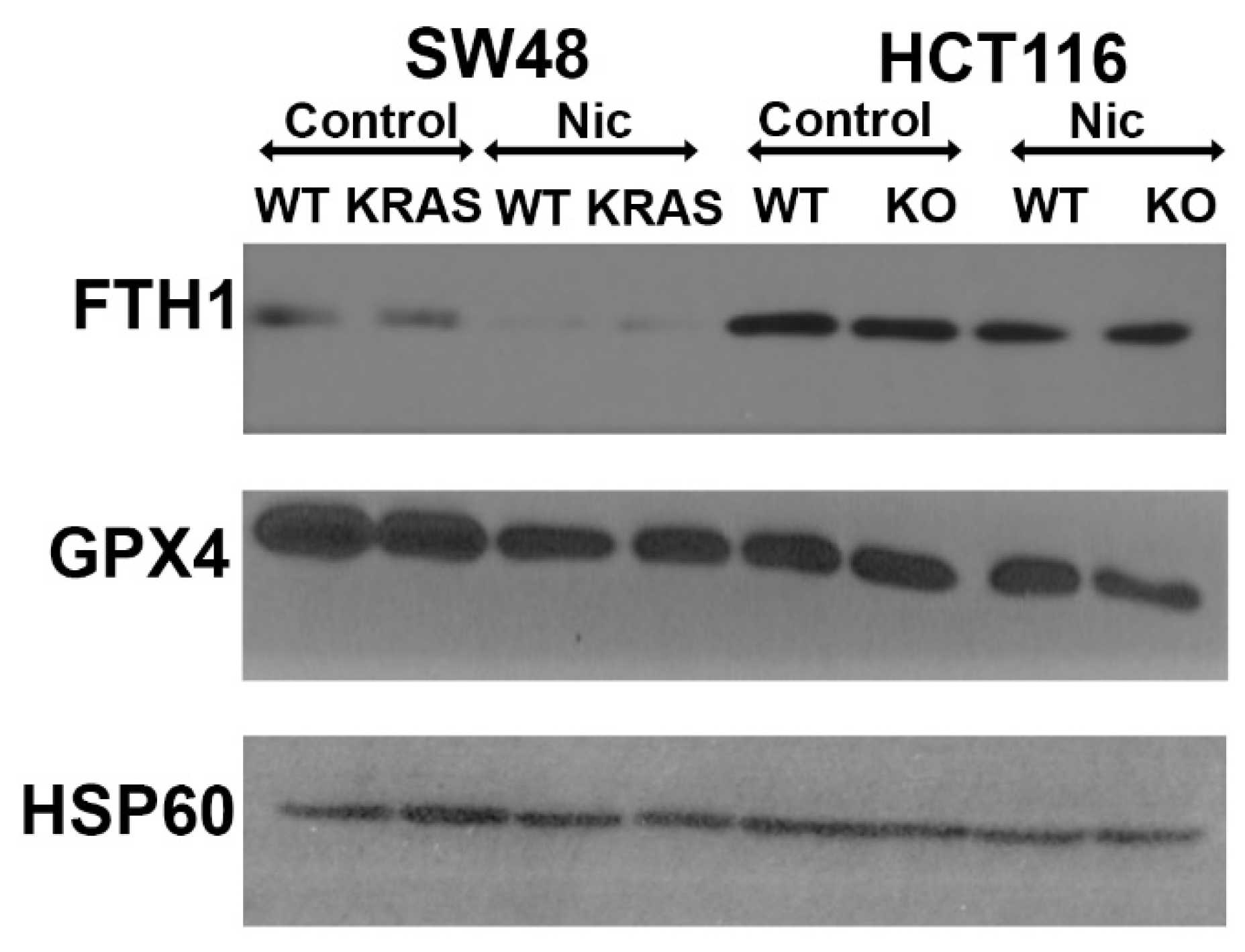 Preprints 108471 g014