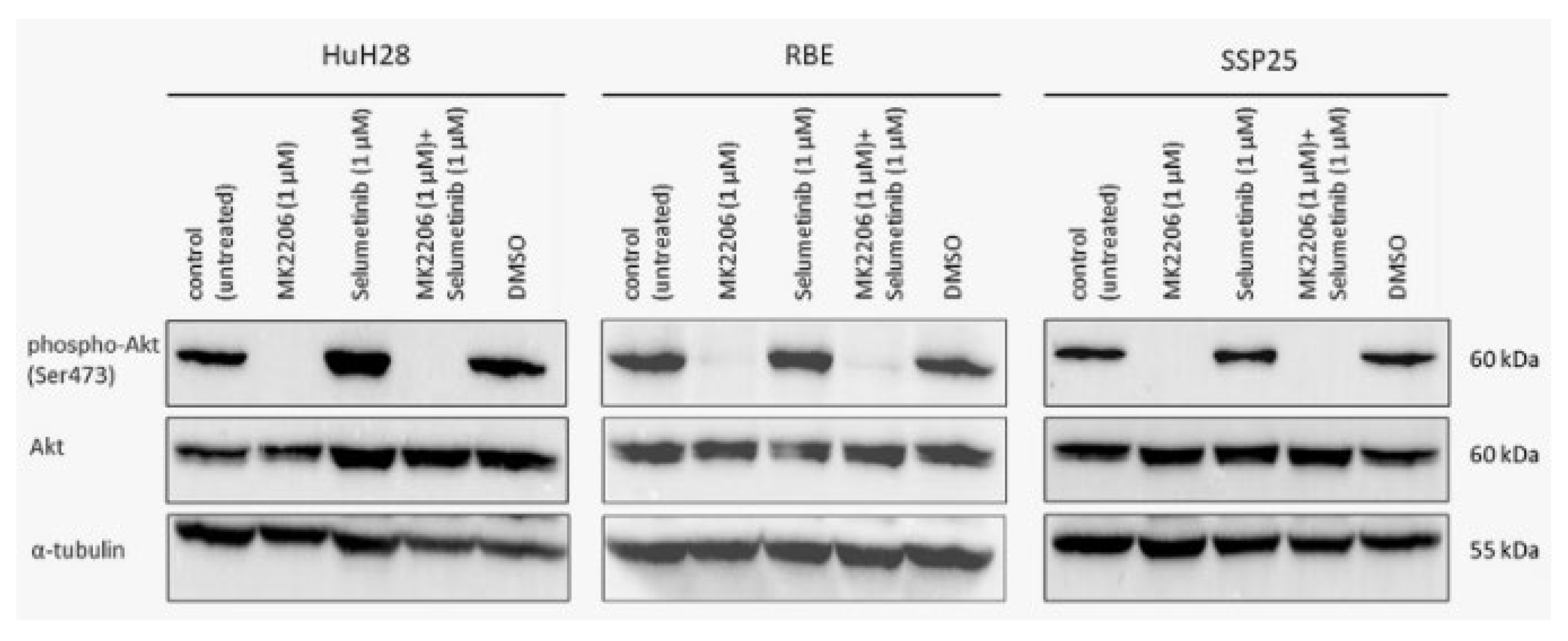 Preprints 100538 g005