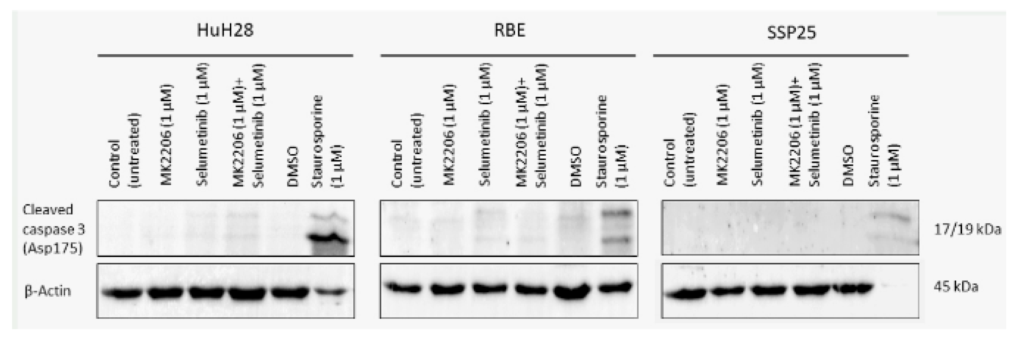 Preprints 100538 g007