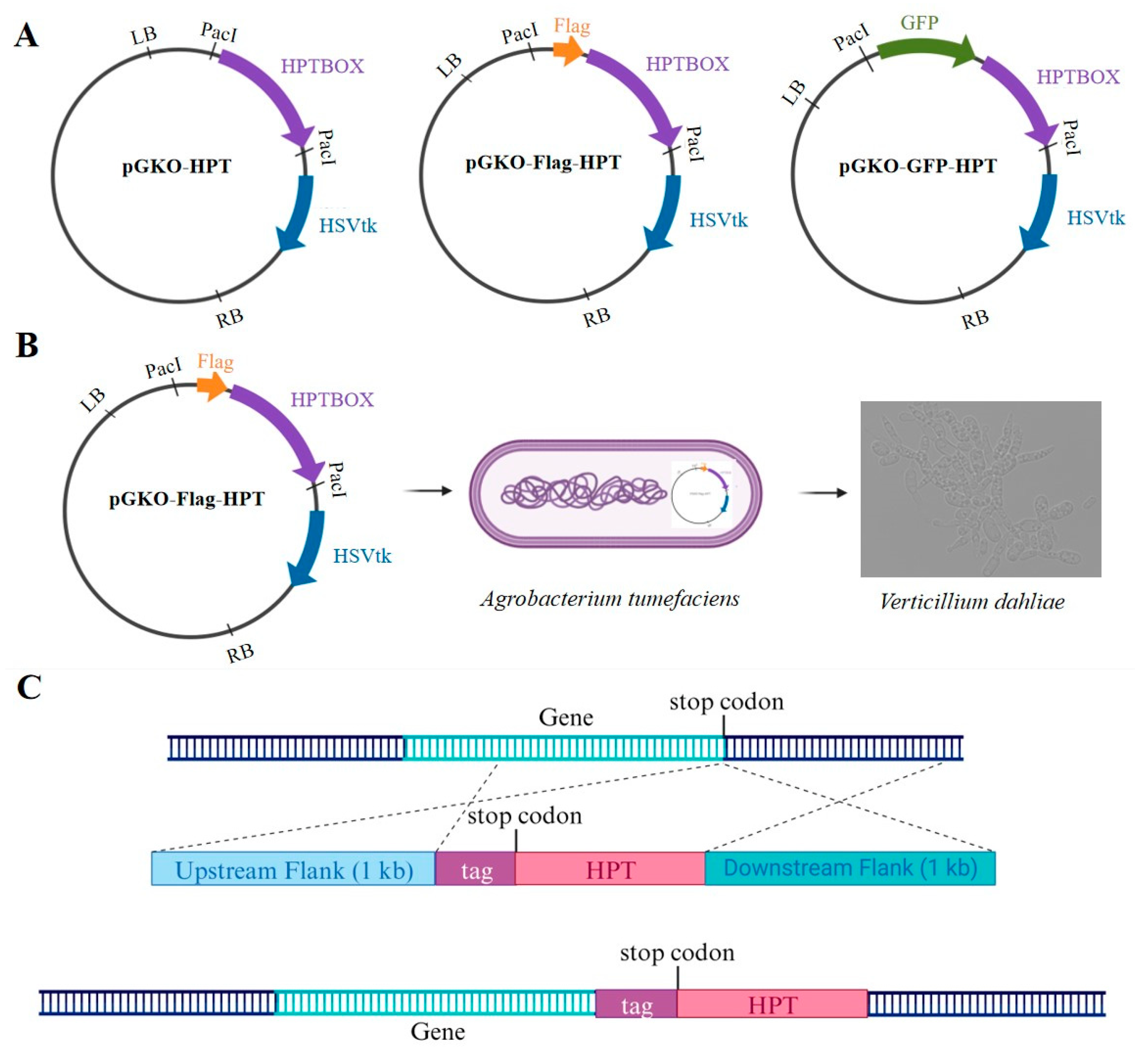 Preprints 93899 g001