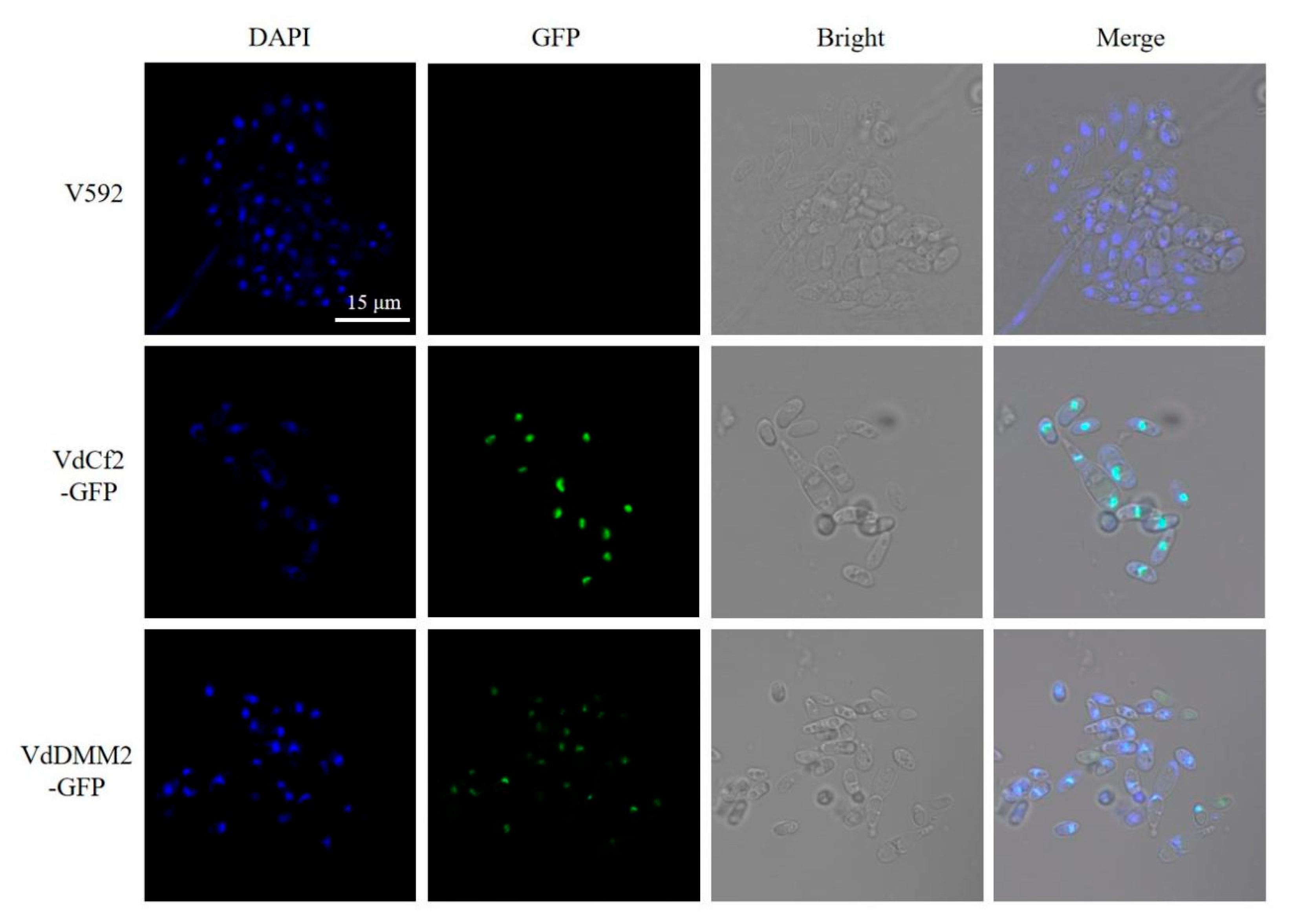 Preprints 93899 g004