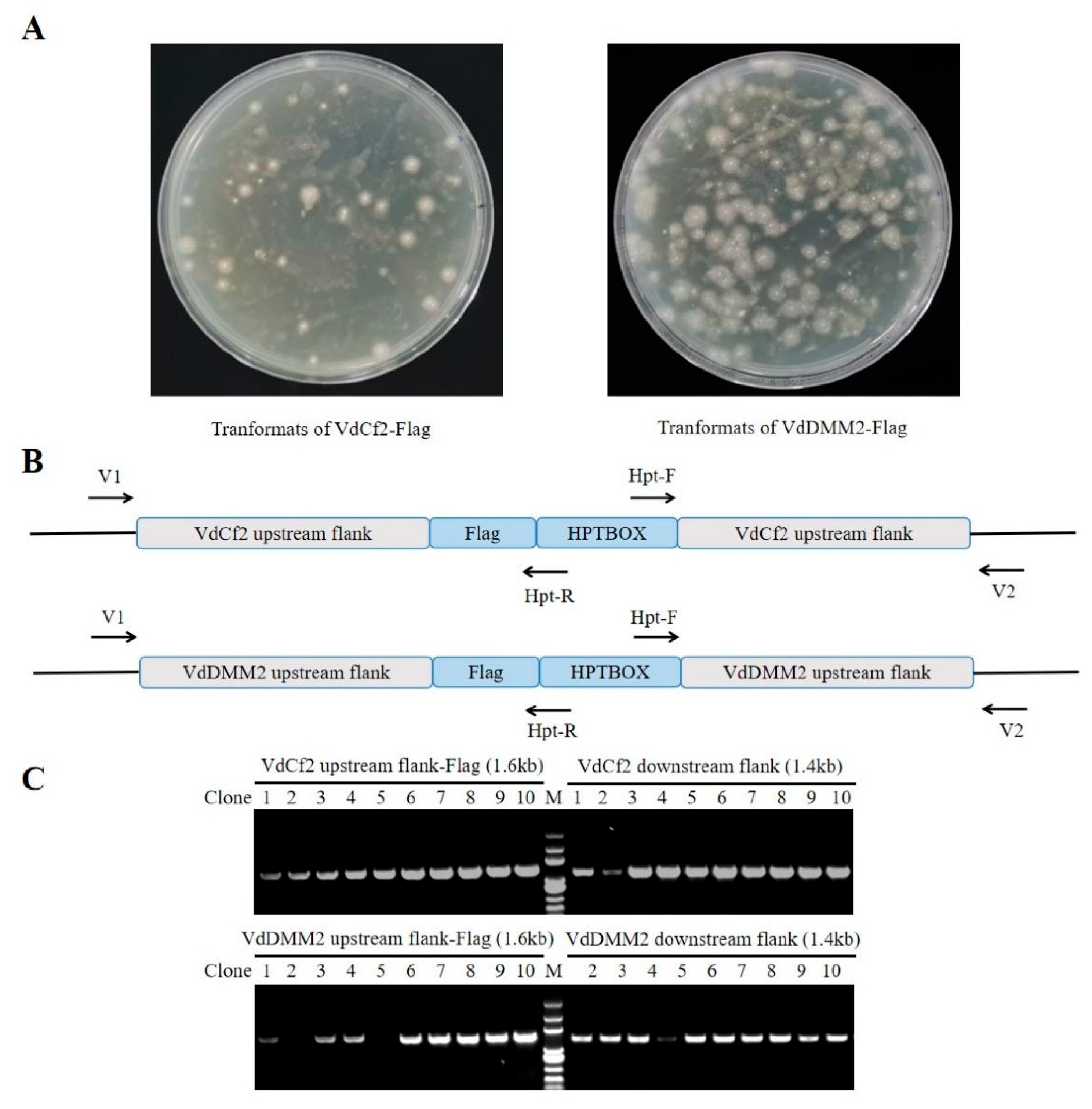 Preprints 93899 g005