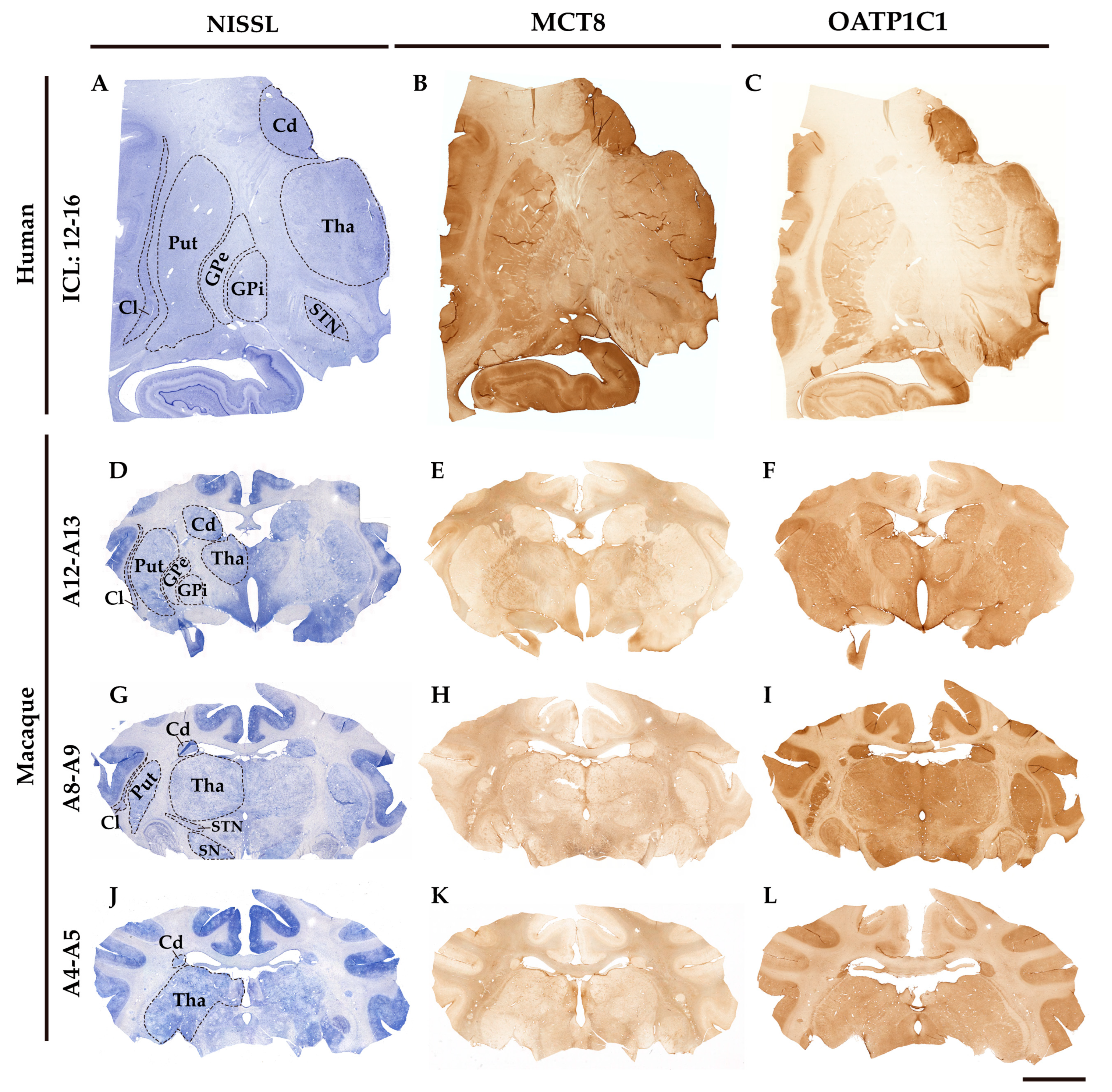 Preprints 71373 g001