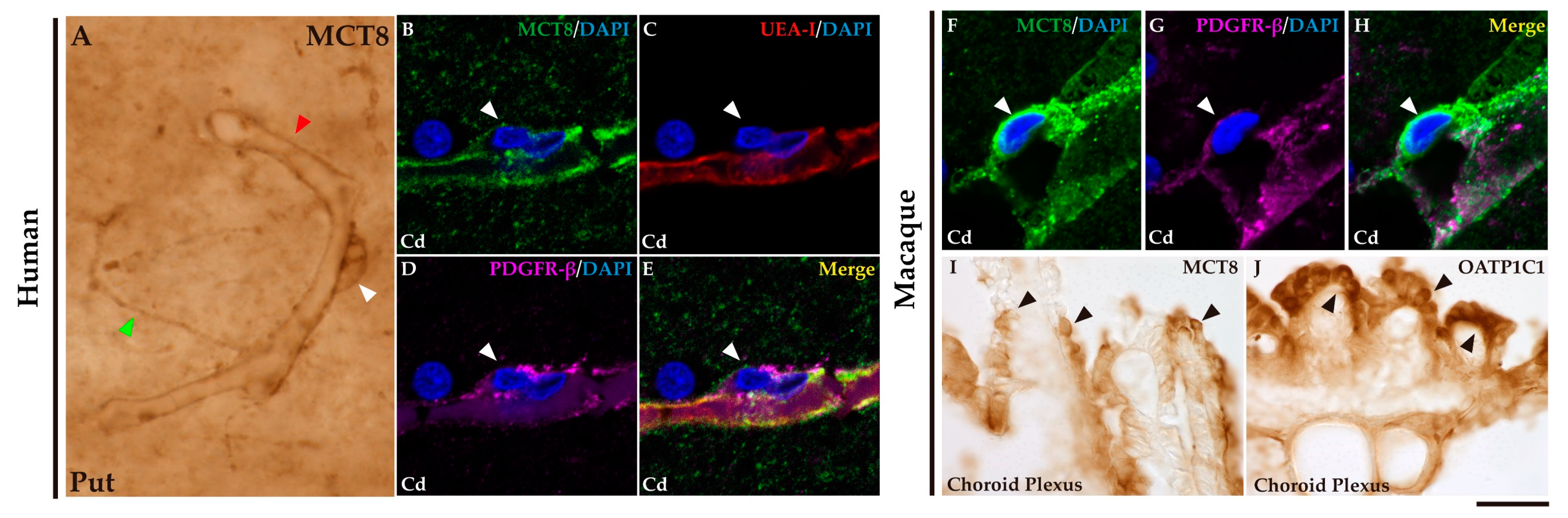 Preprints 71373 g002