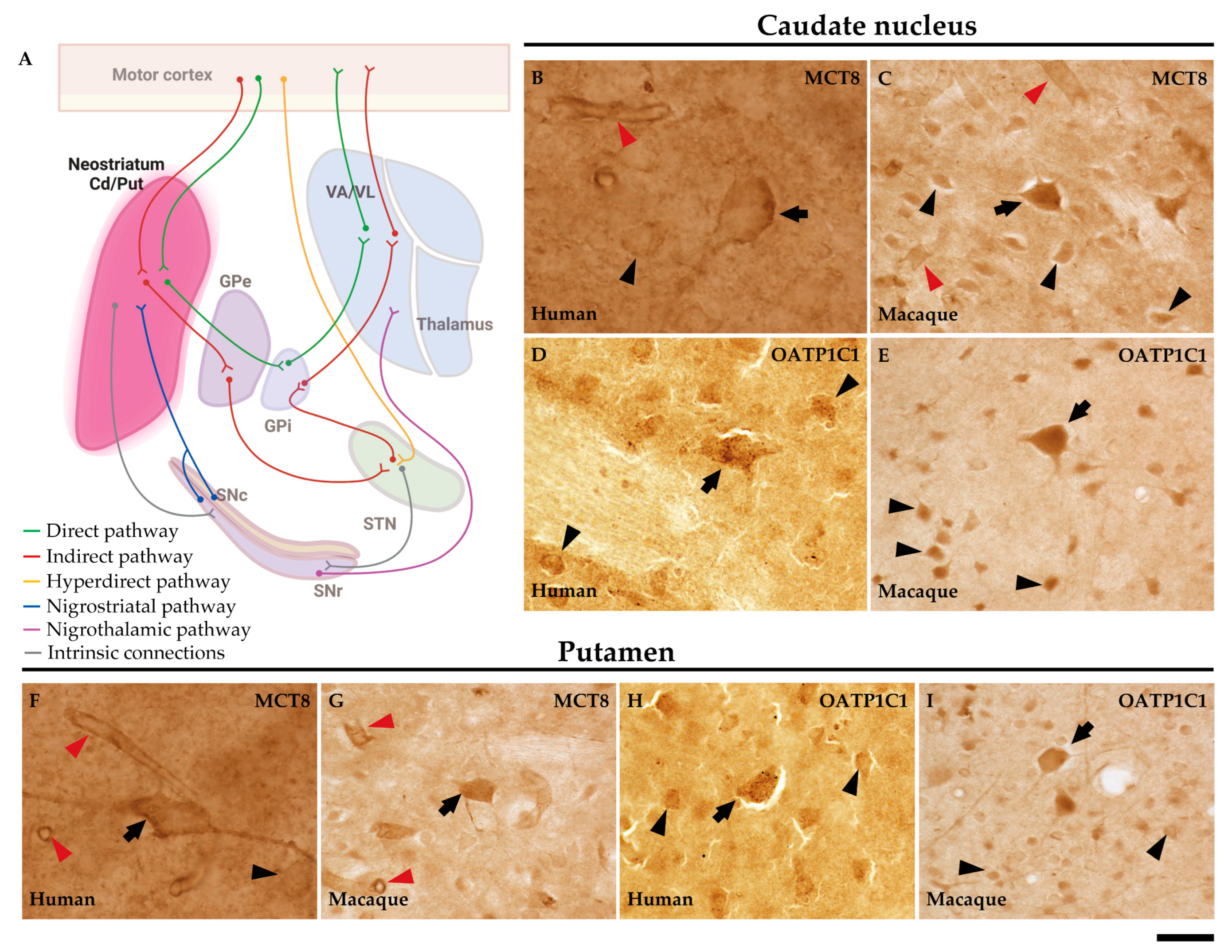 Preprints 71373 g003