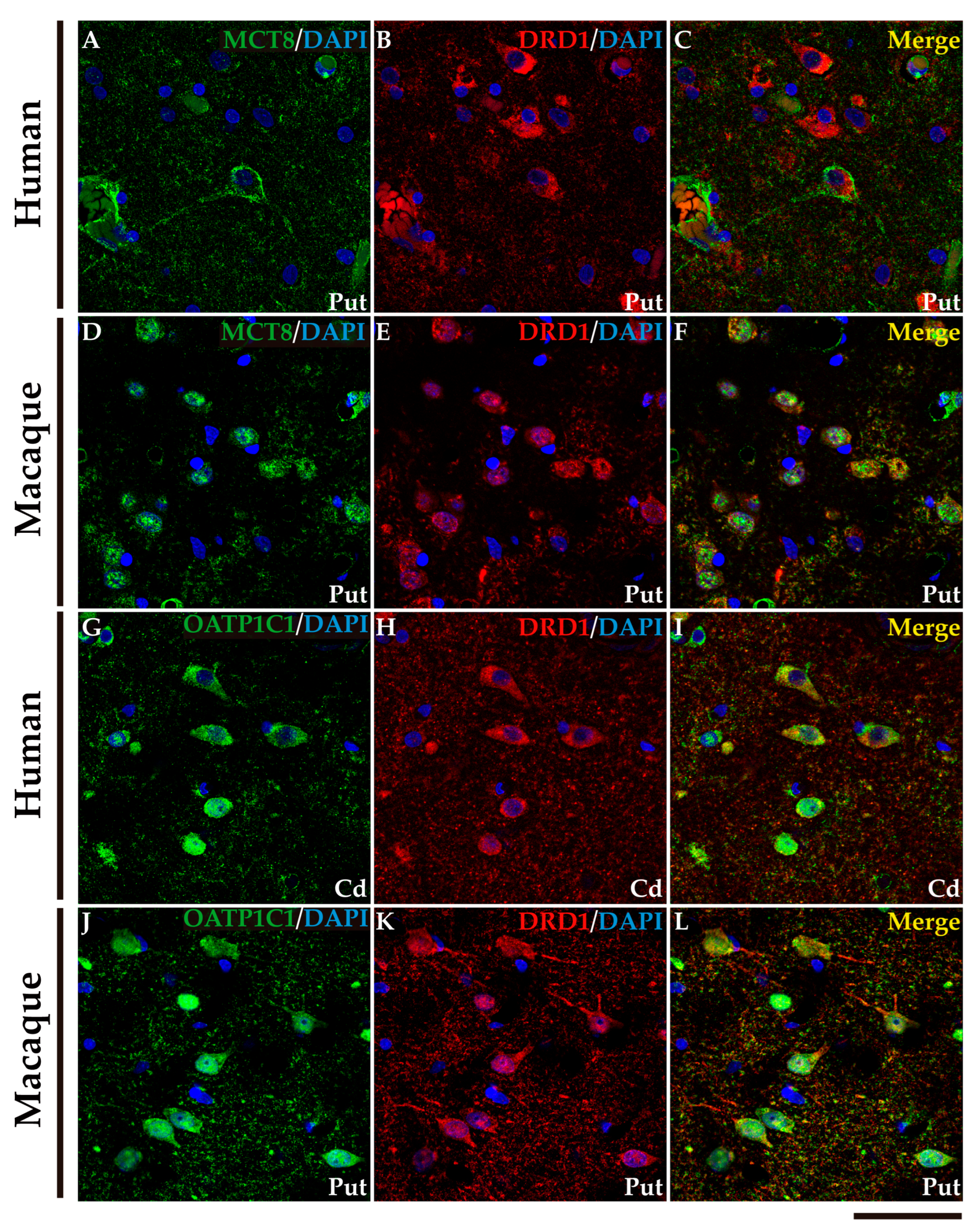 Preprints 71373 g004