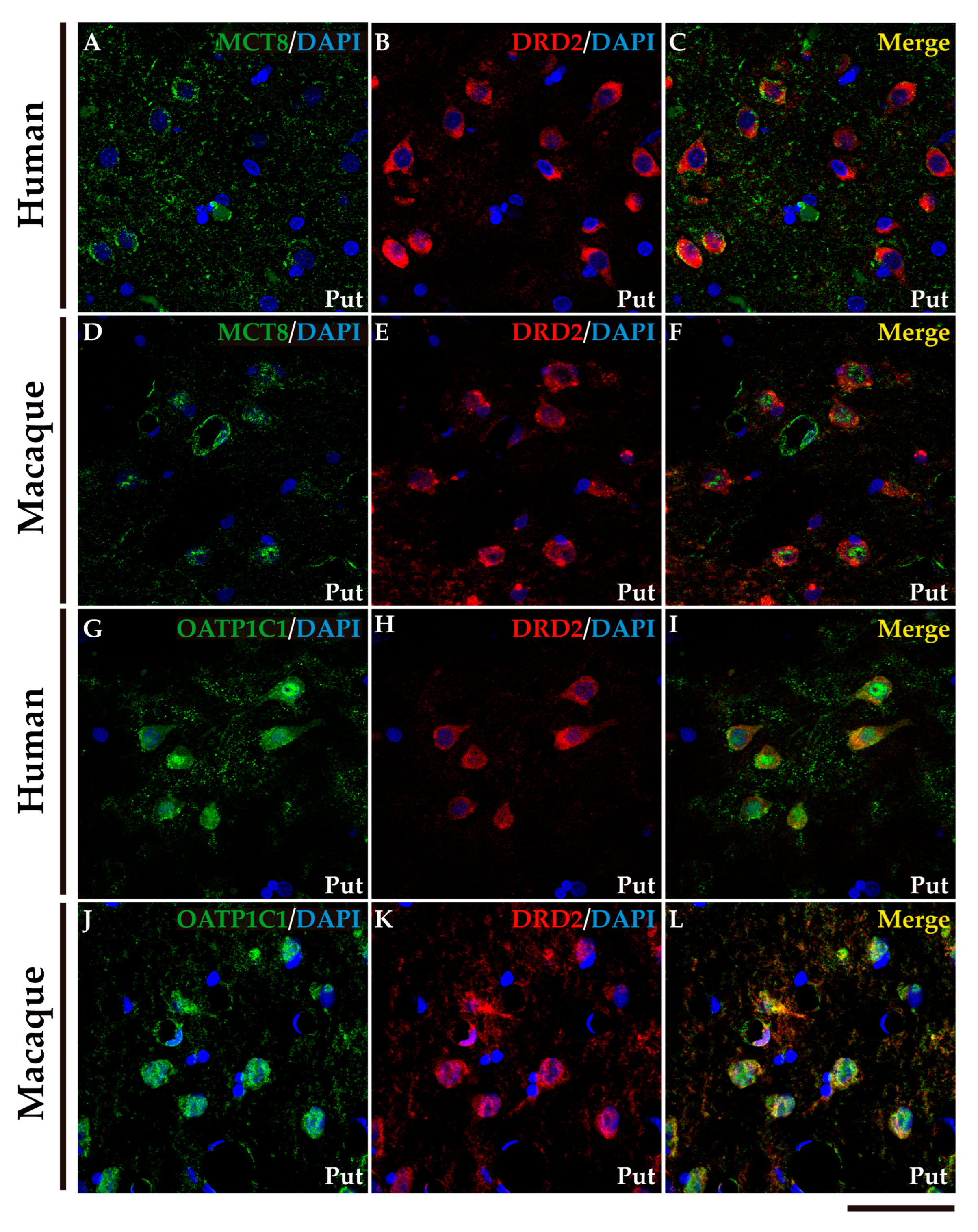 Preprints 71373 g005