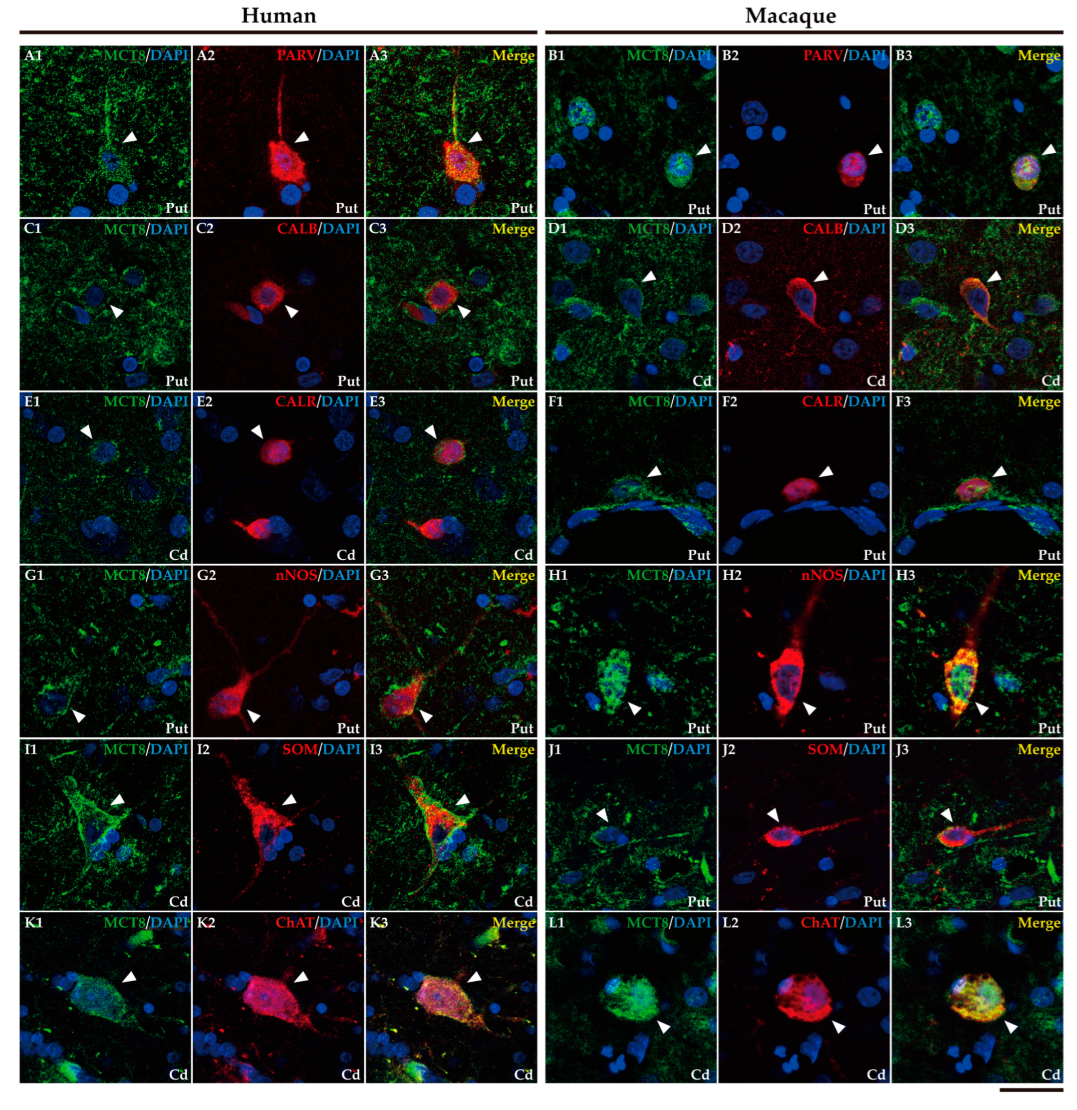 Preprints 71373 g006