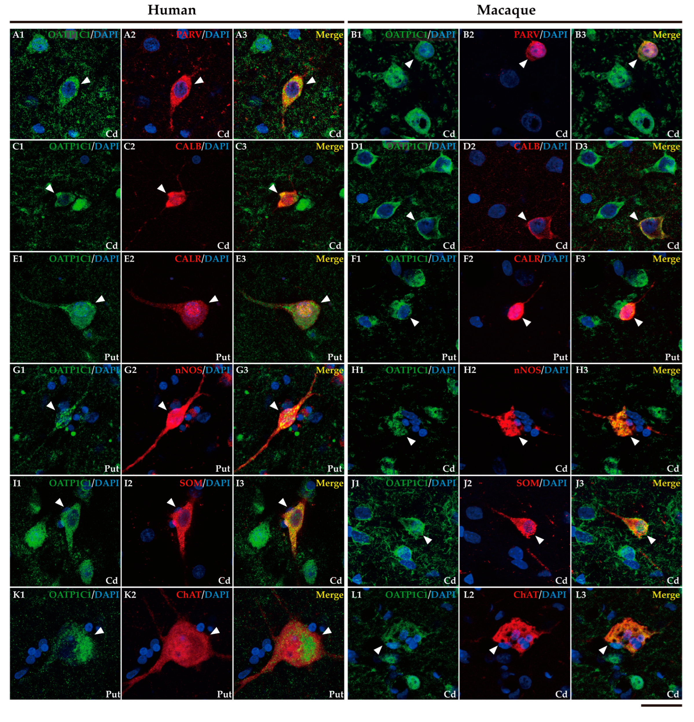 Preprints 71373 g007