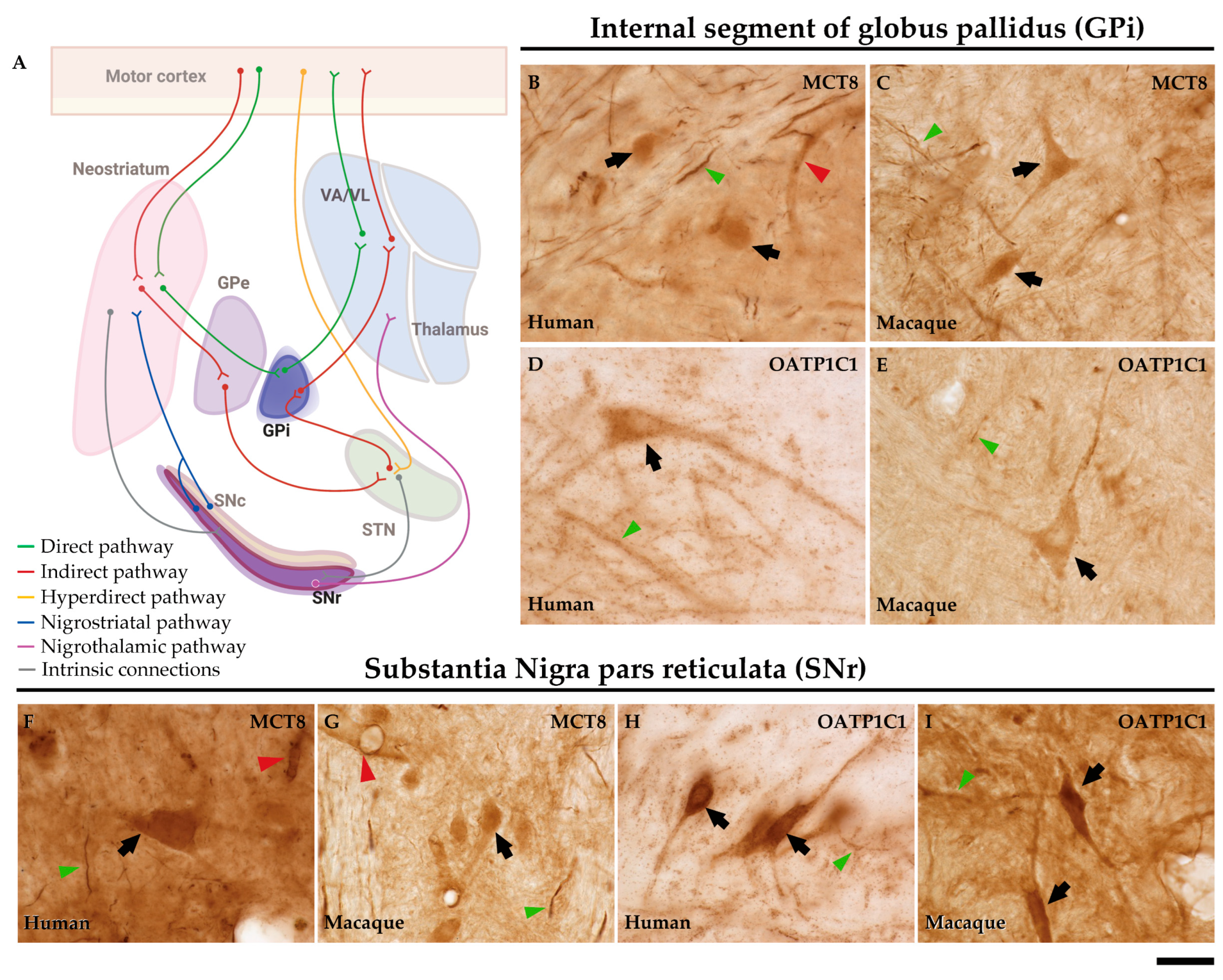 Preprints 71373 g008