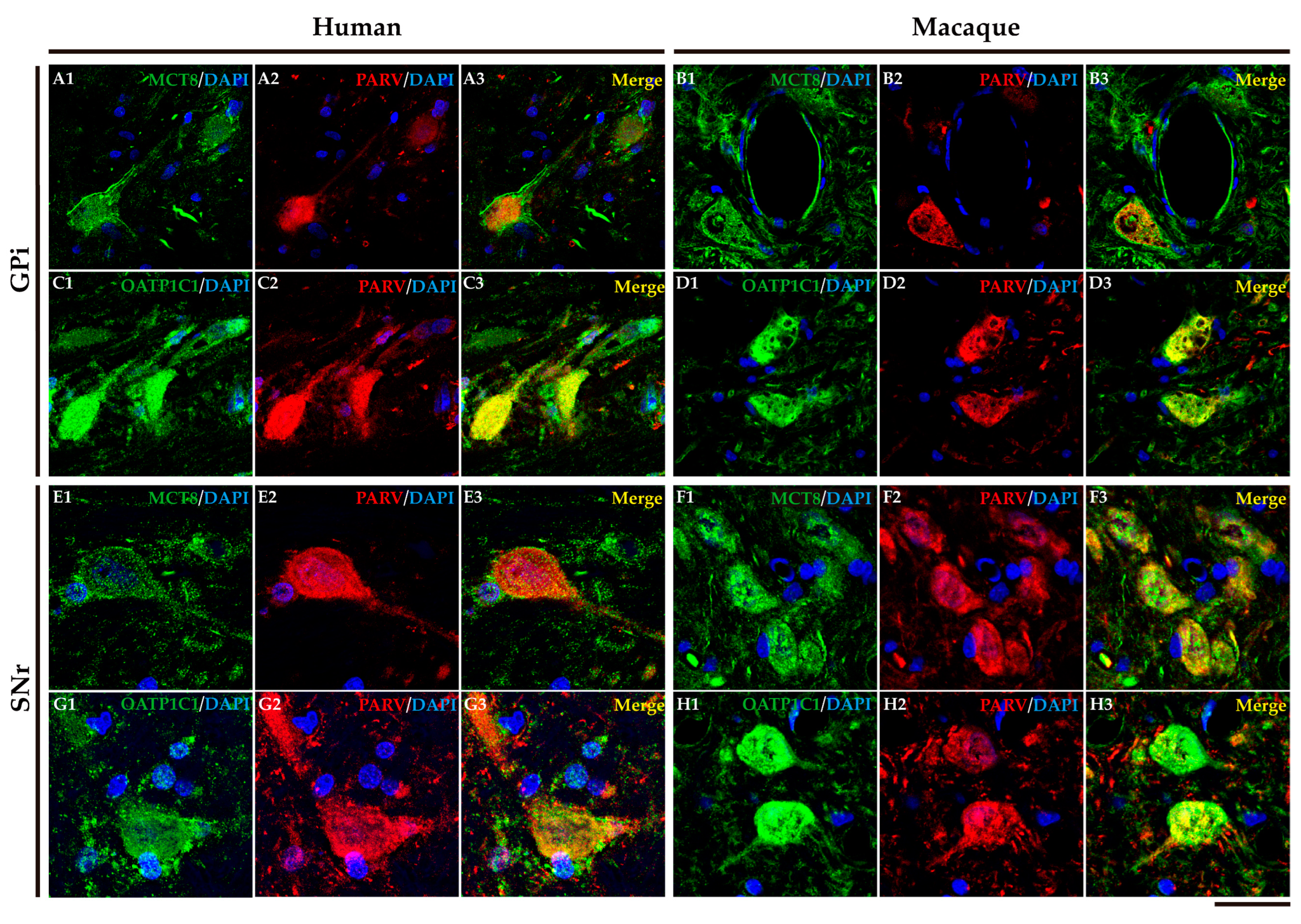 Preprints 71373 g009