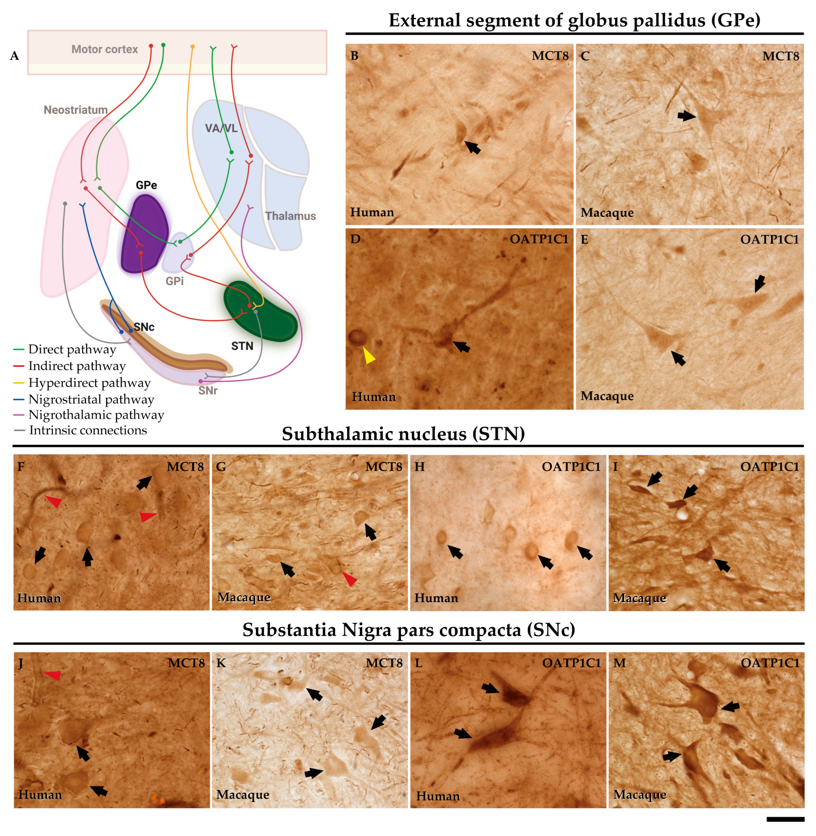 Preprints 71373 g010