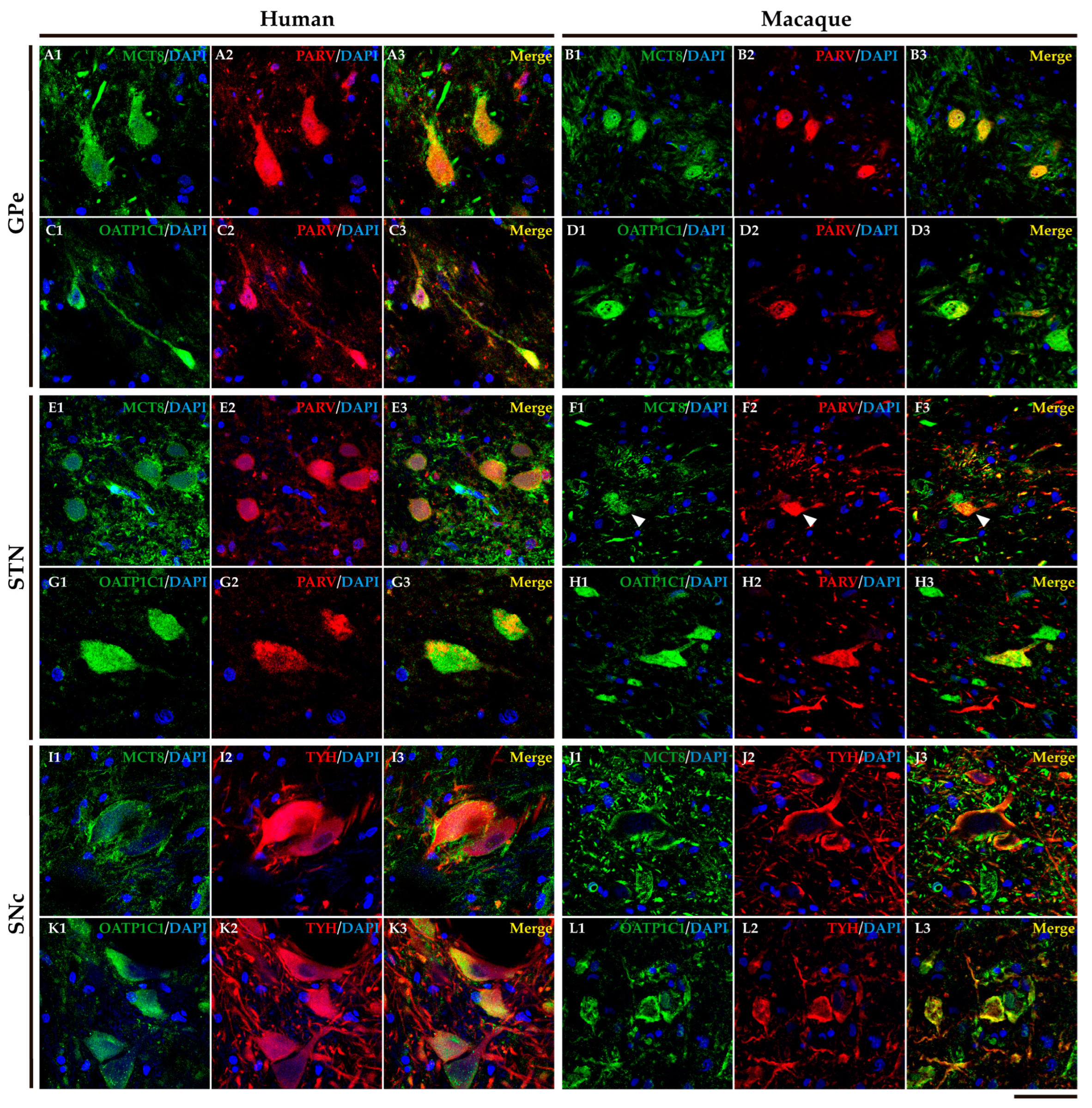 Preprints 71373 g011