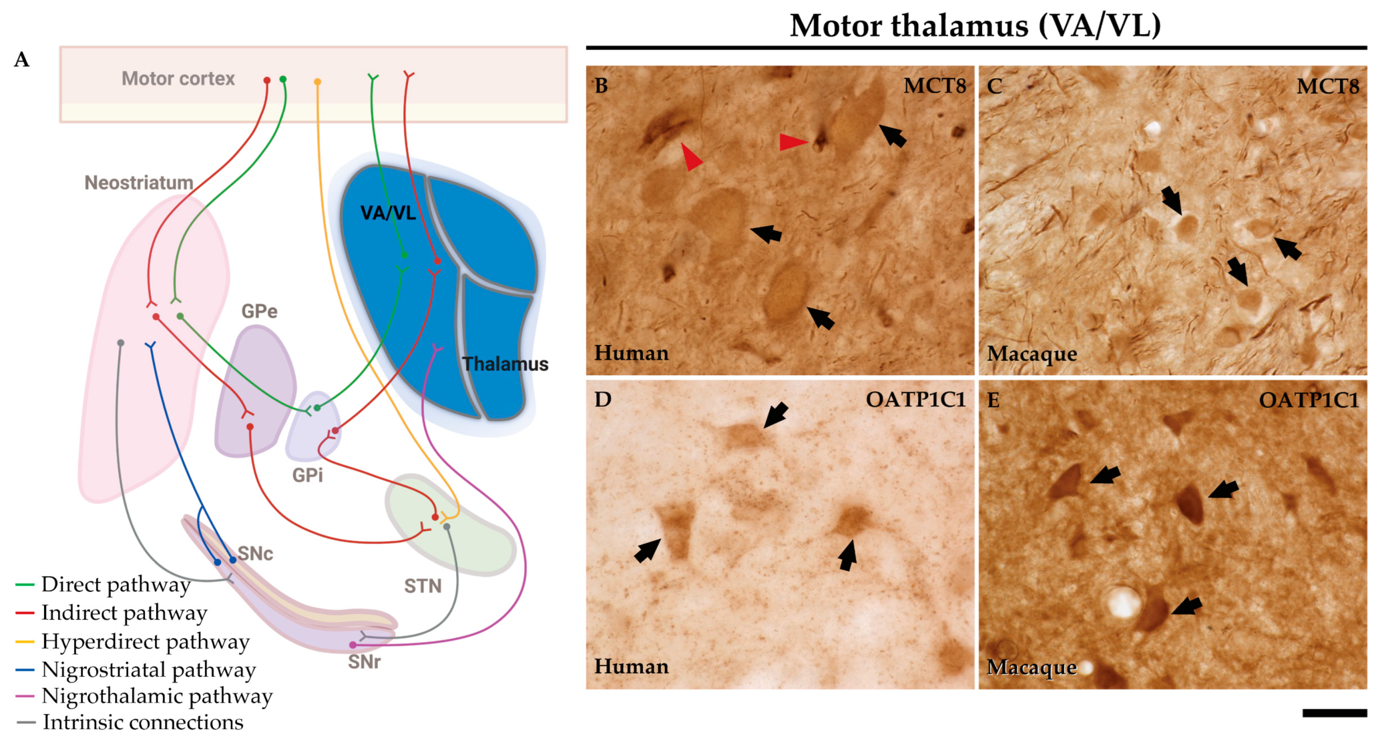 Preprints 71373 g012