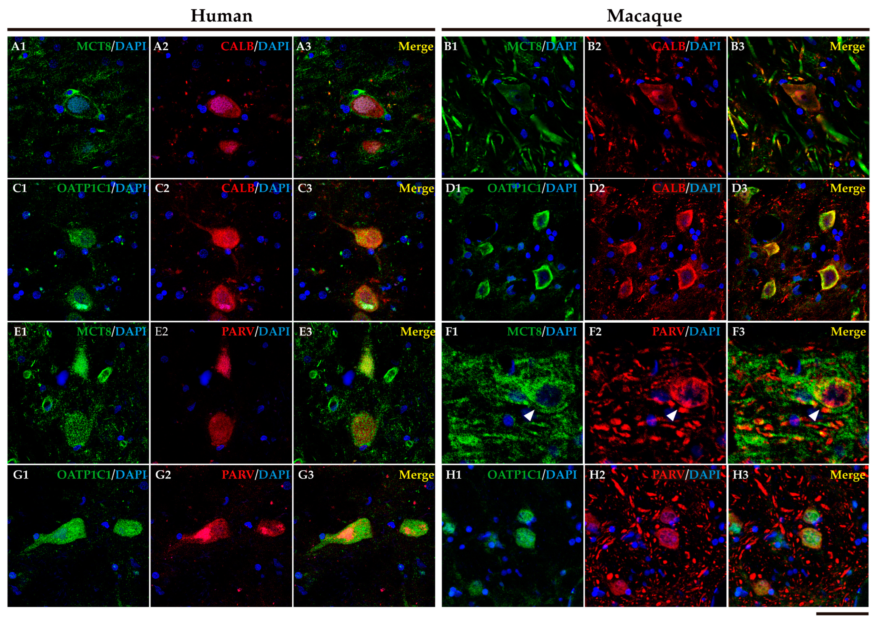 Preprints 71373 g013