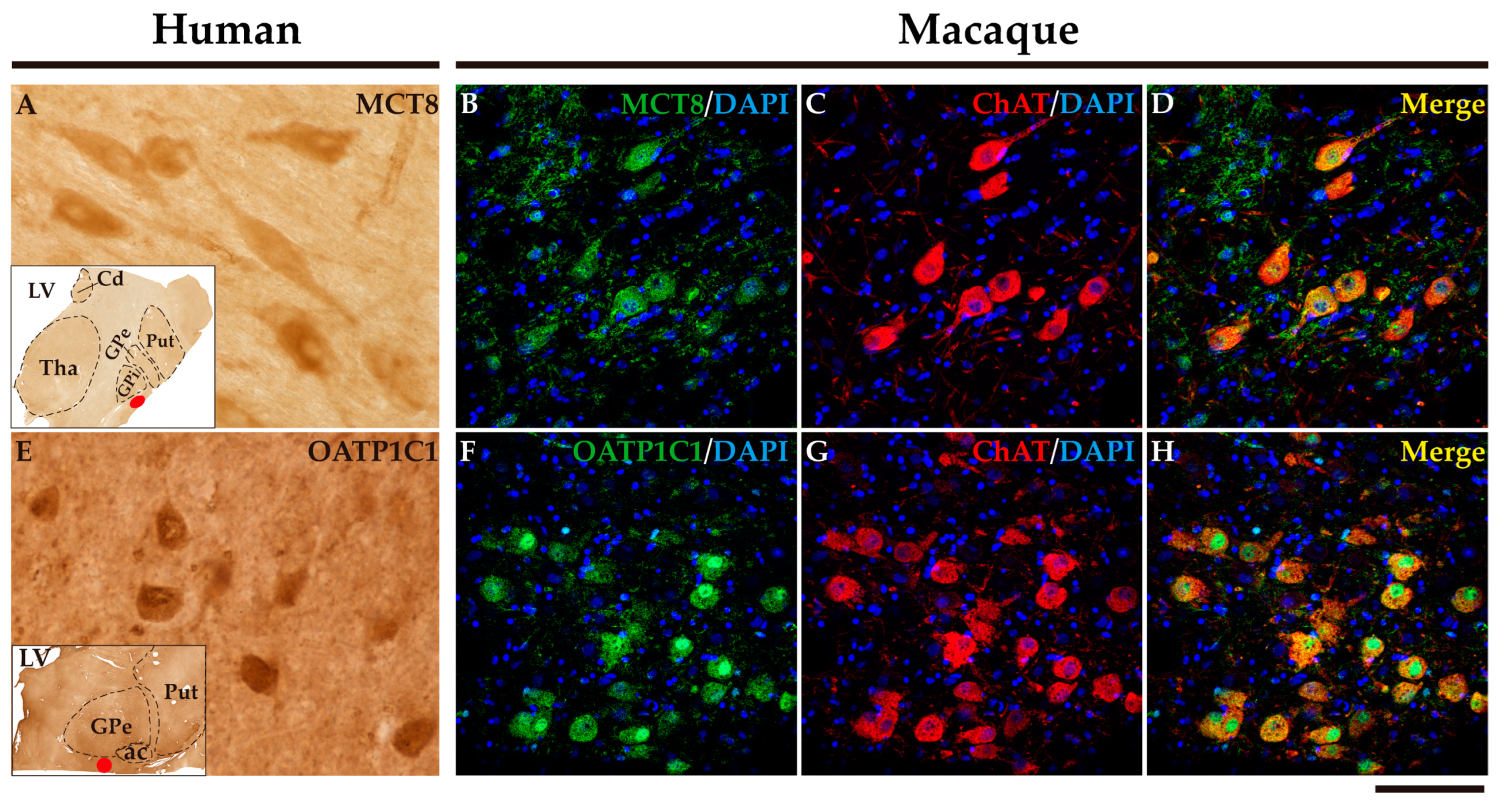 Preprints 71373 g014