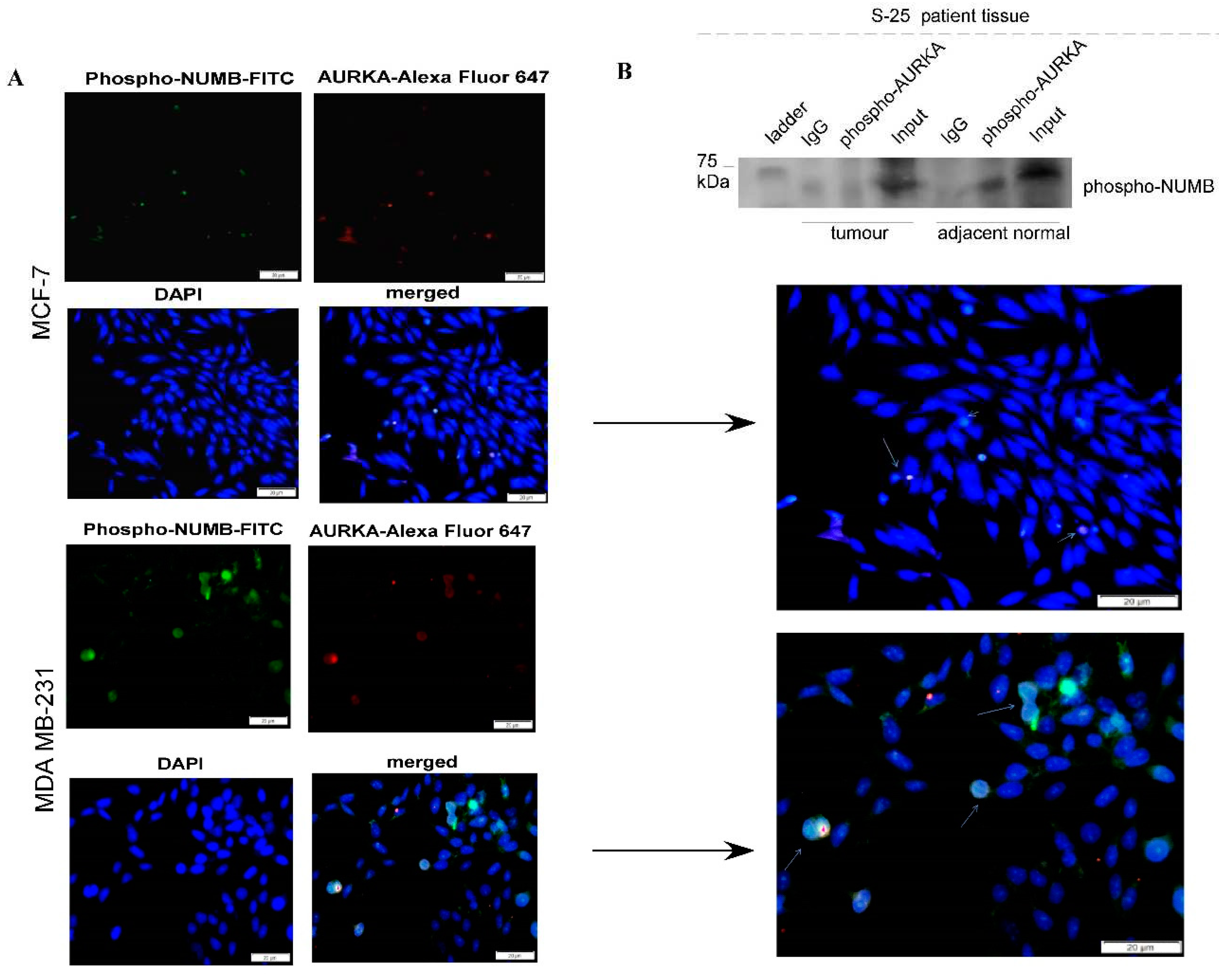 Preprints 86920 g004