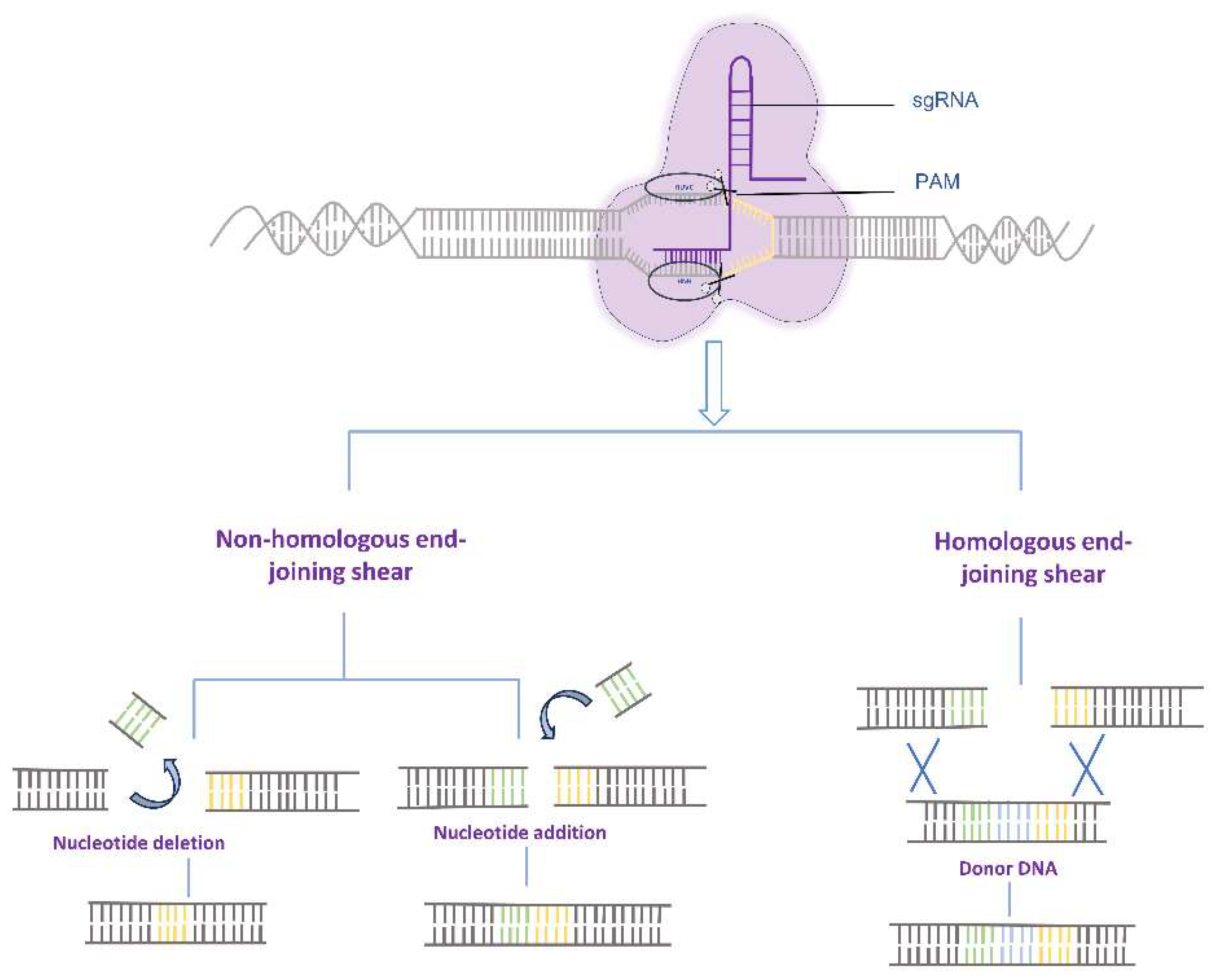 Preprints 78798 g001