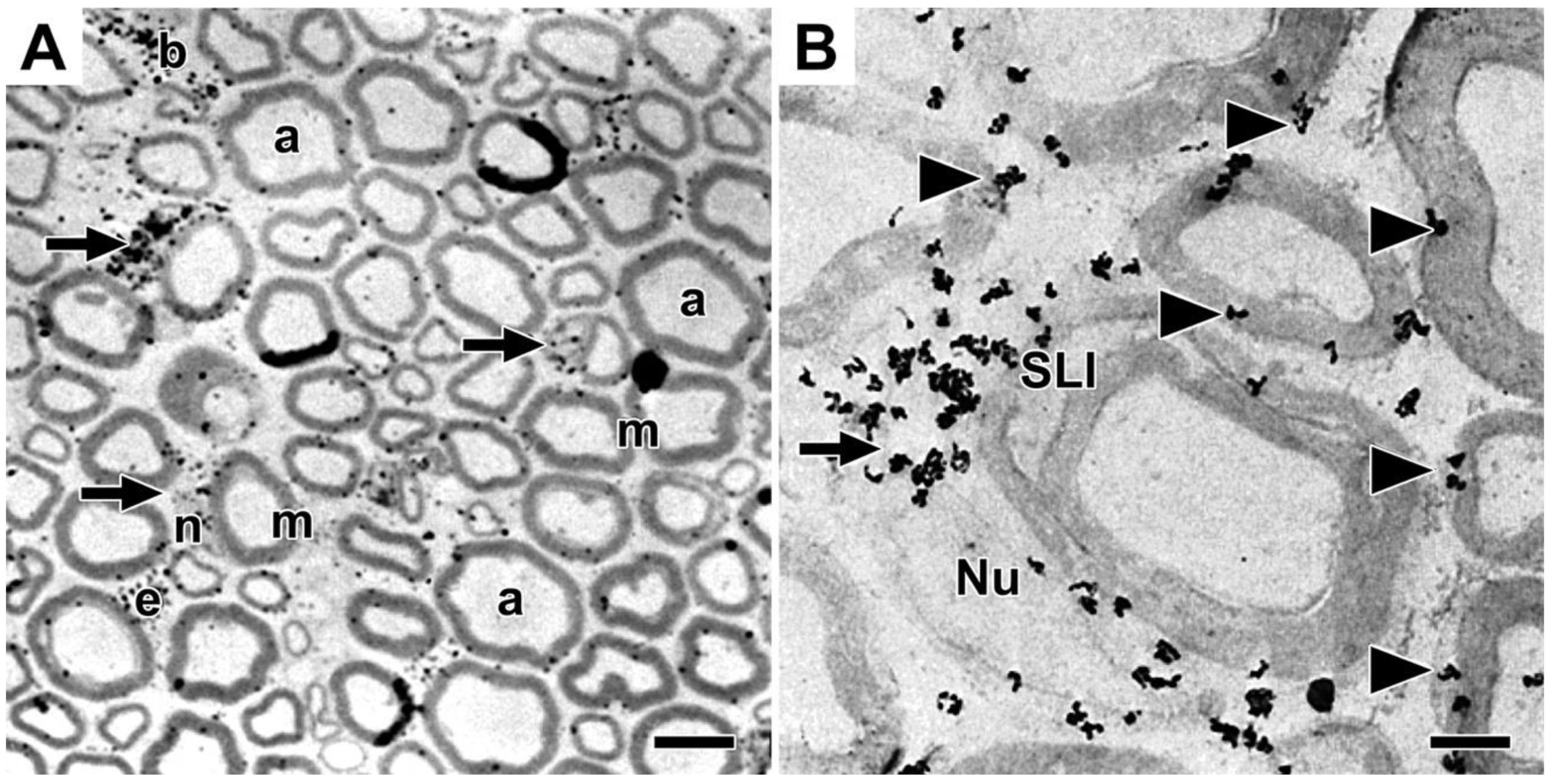 Preprints 105985 g001