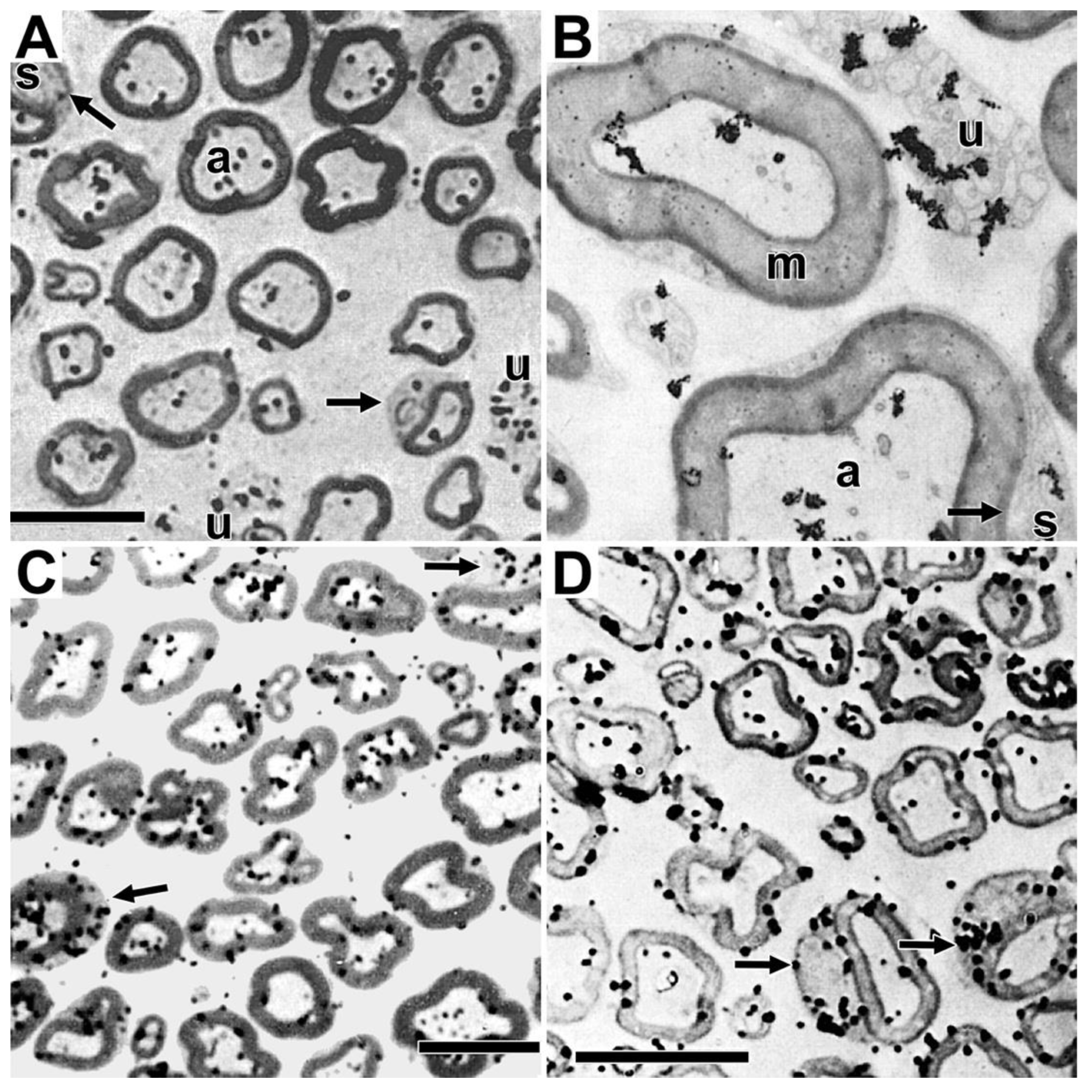 Preprints 105985 g004