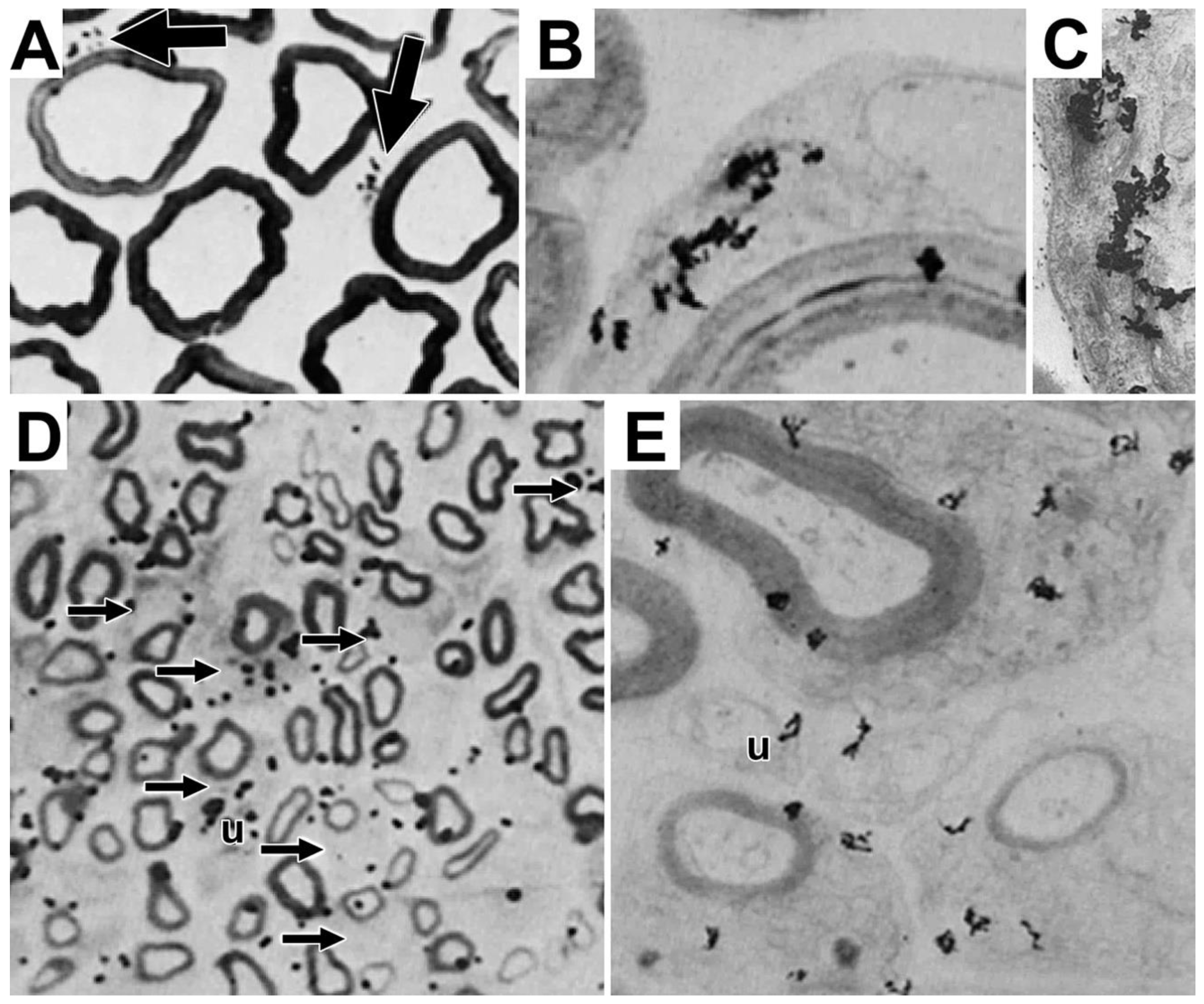 Preprints 105985 g005