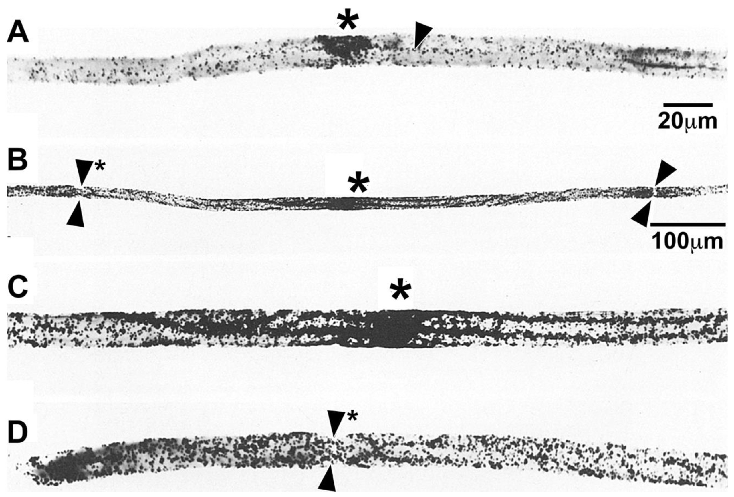 Preprints 105985 g007