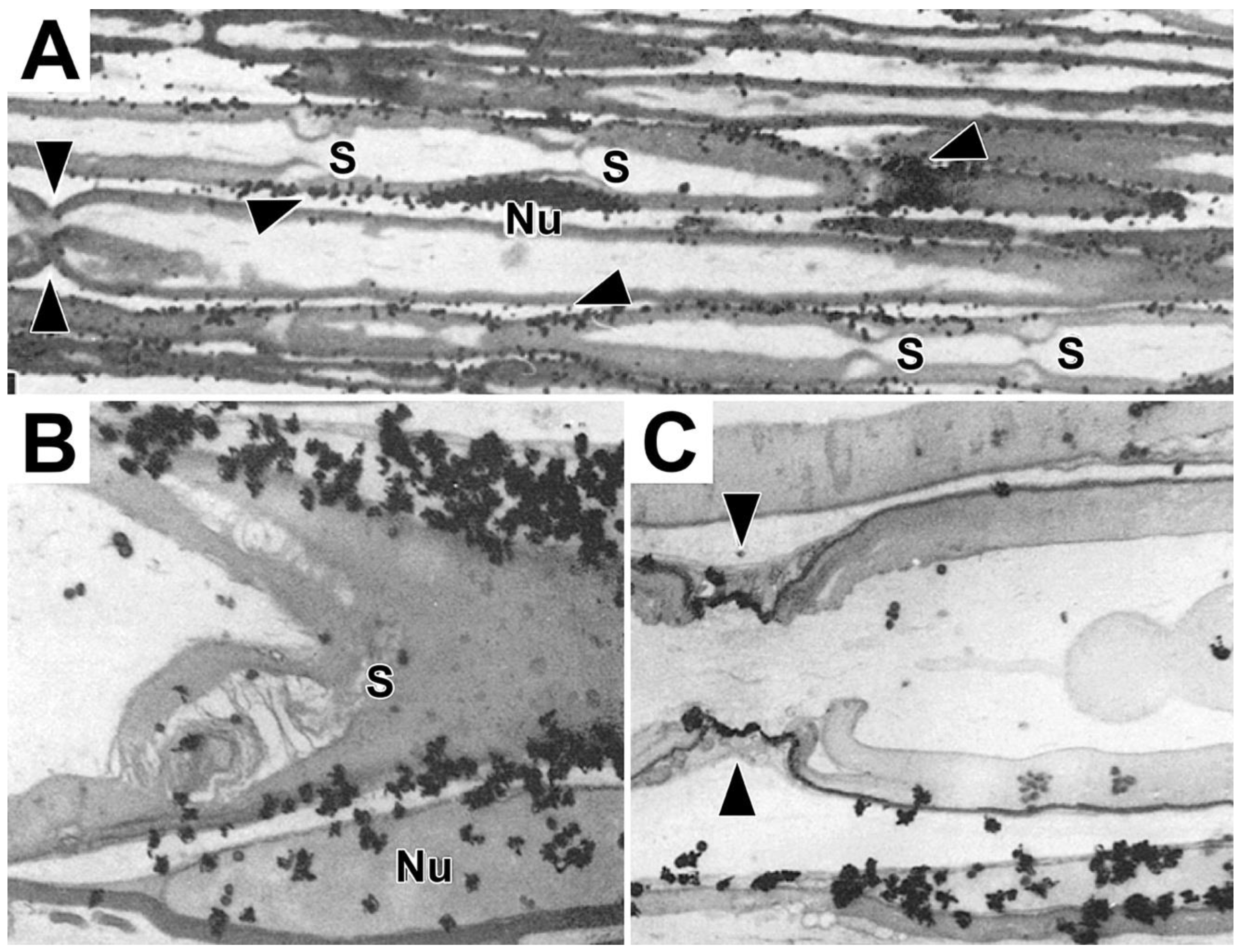 Preprints 105985 g008