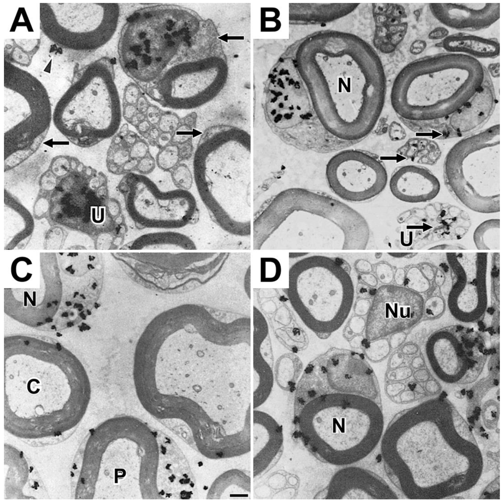 Preprints 105985 g009