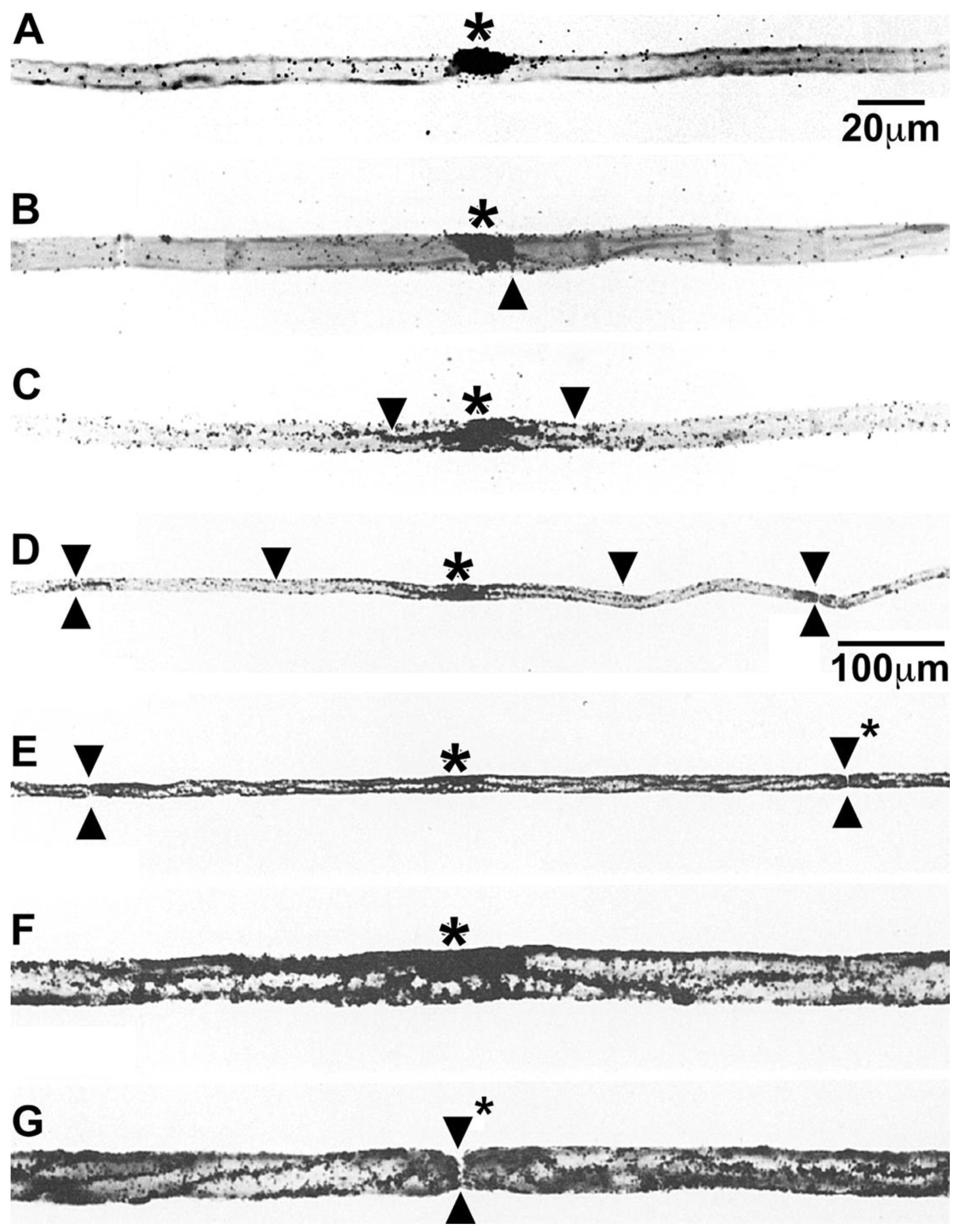 Preprints 105985 g010