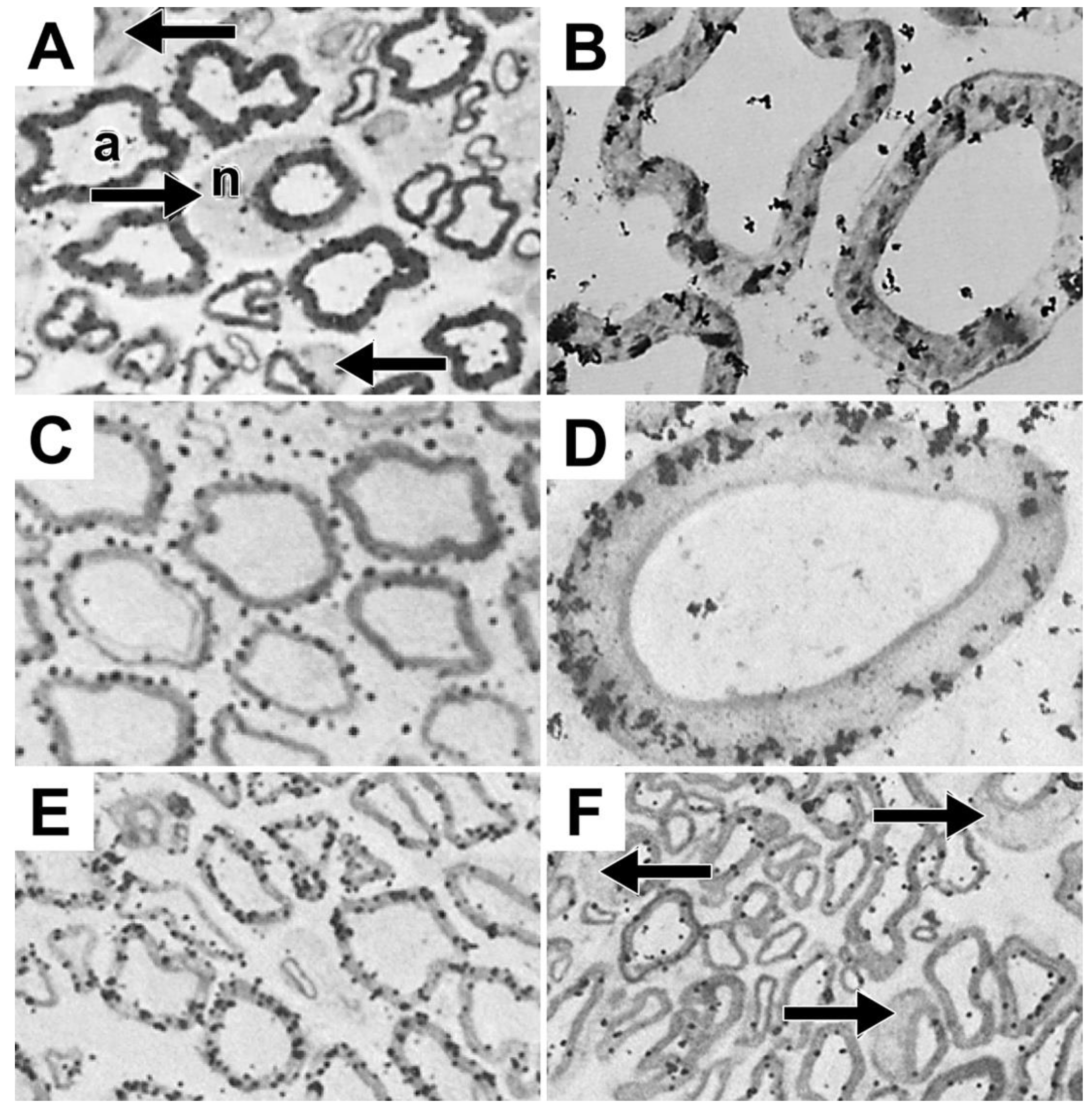 Preprints 105985 g011