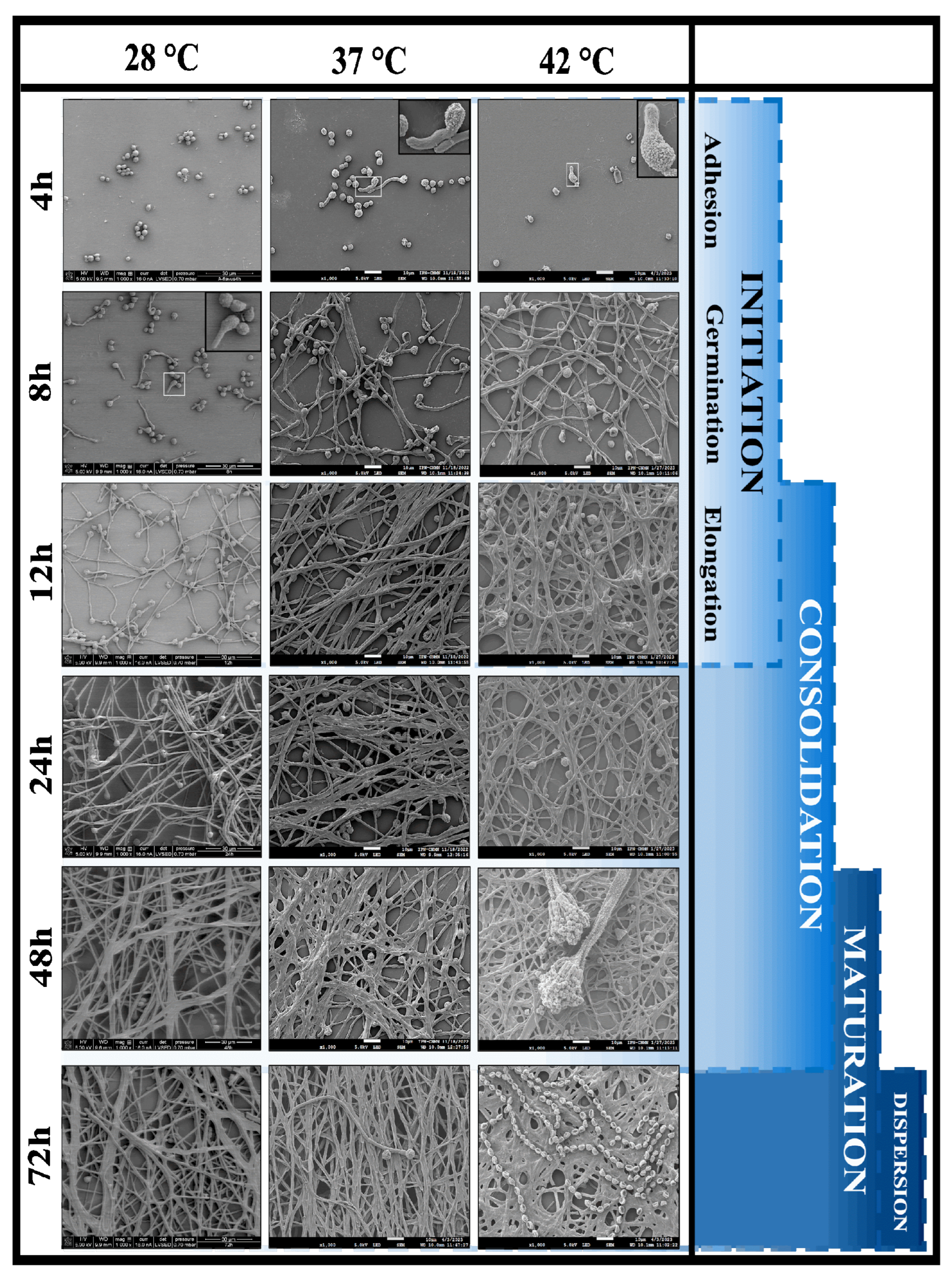 Preprints 118086 g005