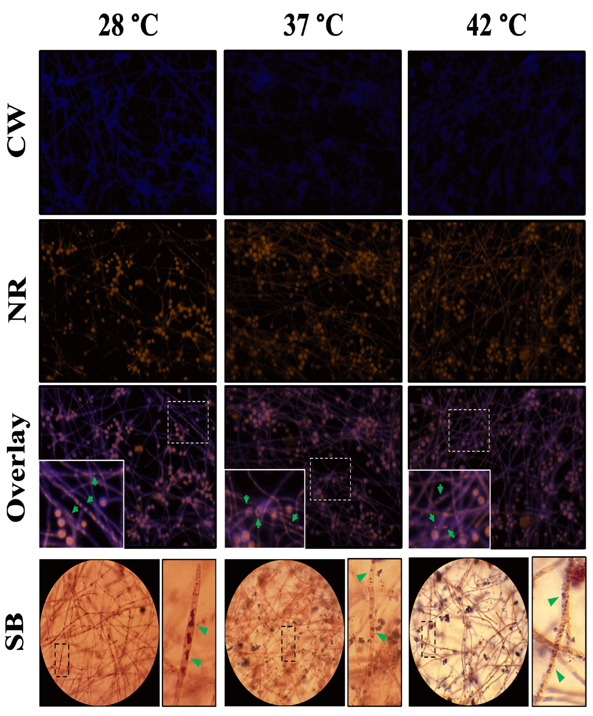 Preprints 118086 g007