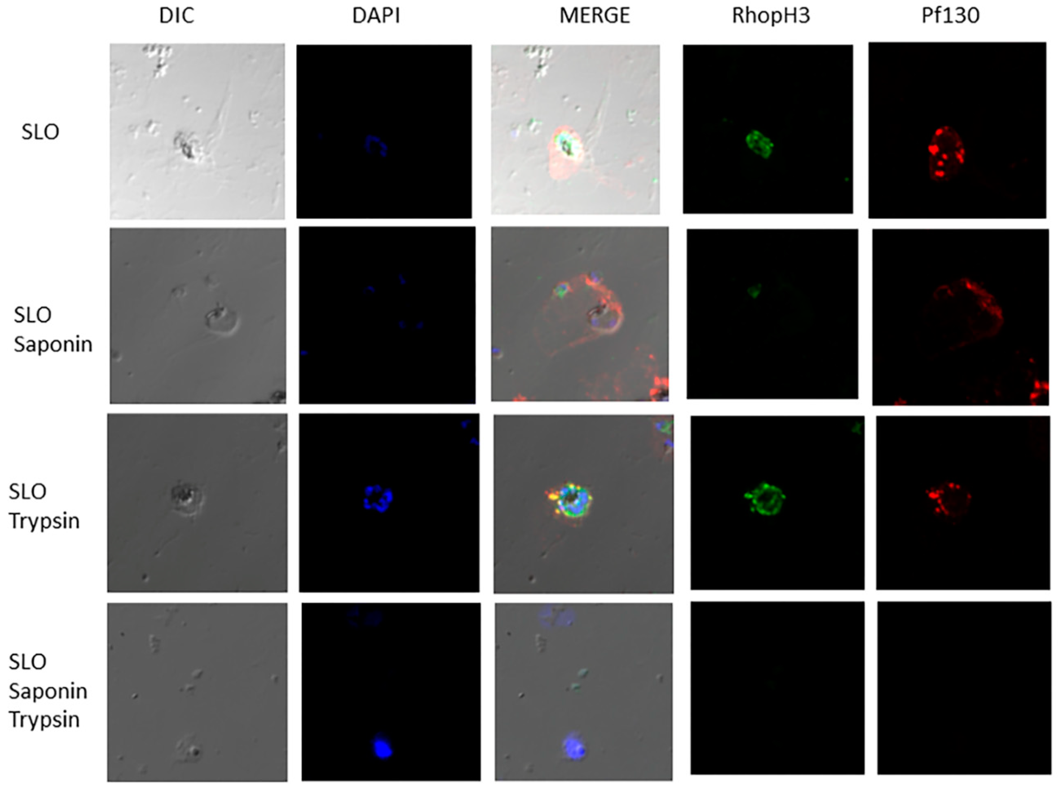 Preprints 121798 g002