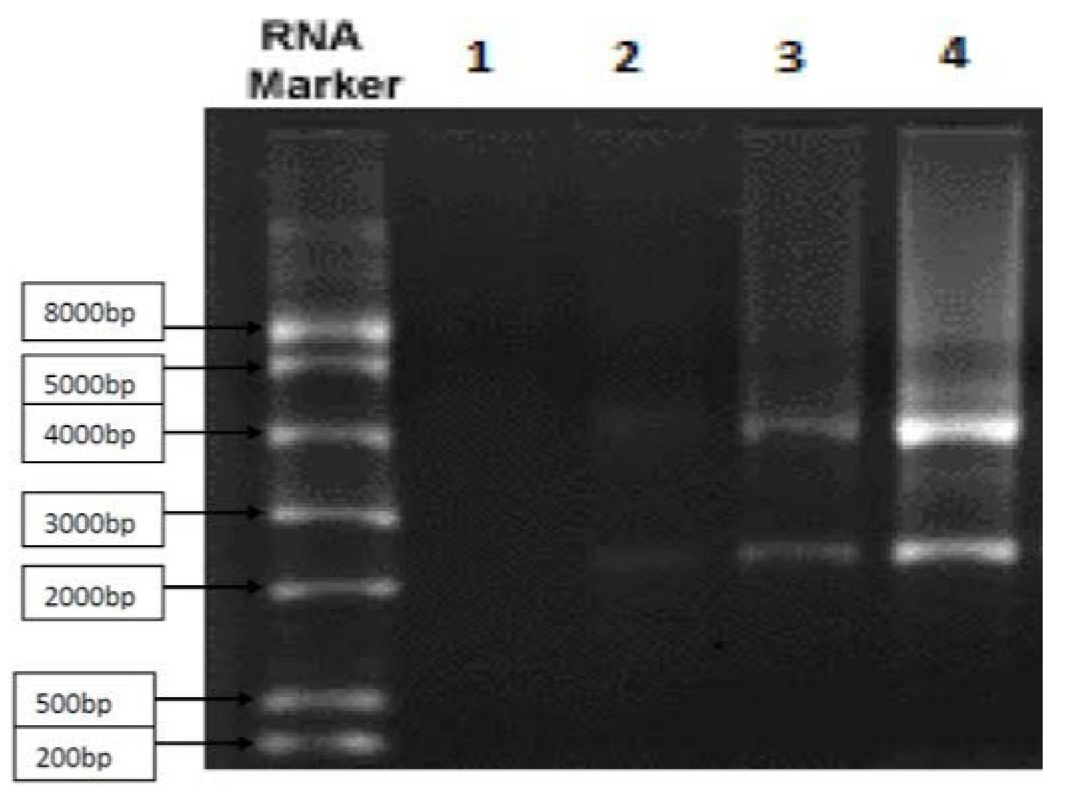 Preprints 103451 g001