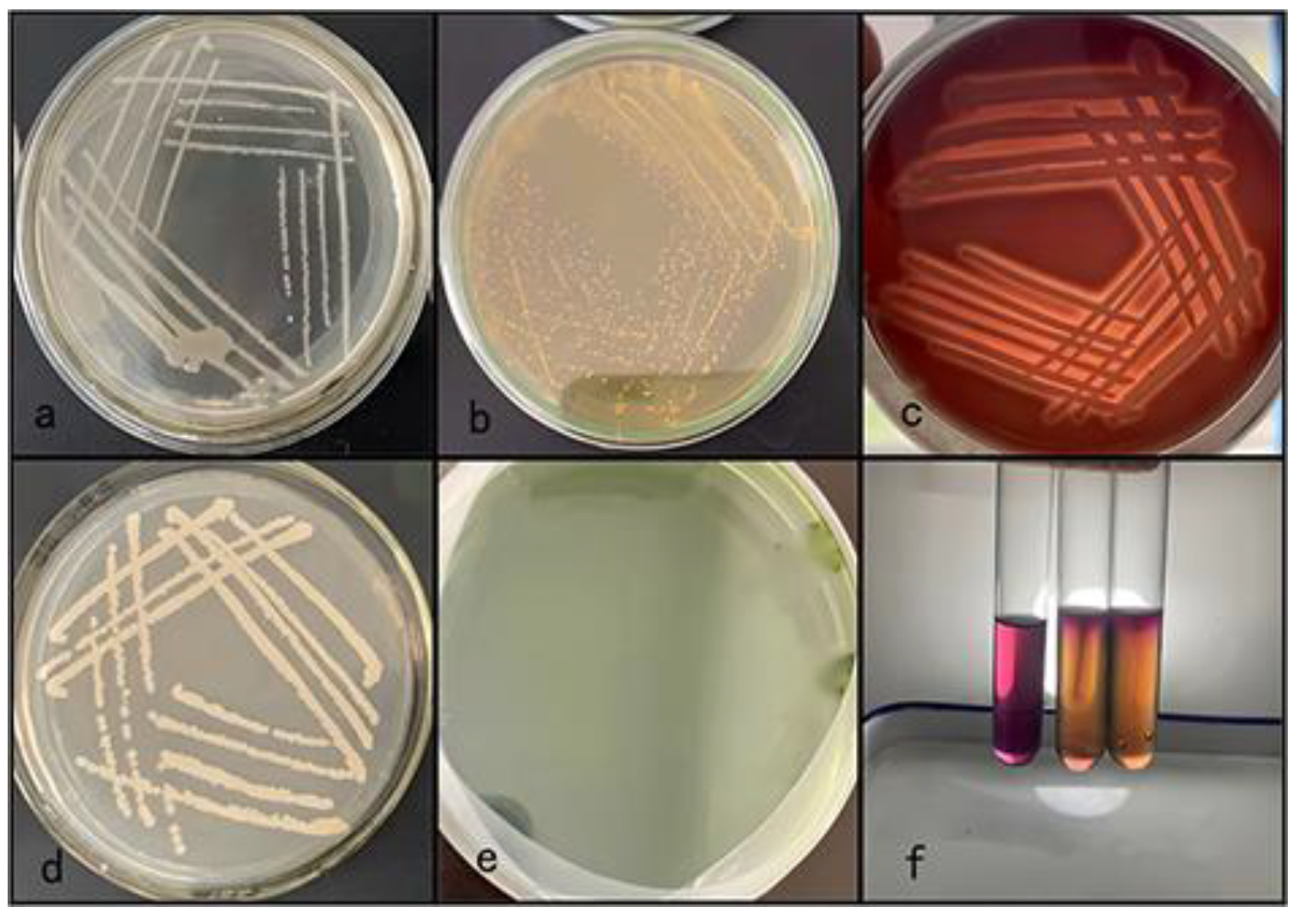 Preprints 106884 g002