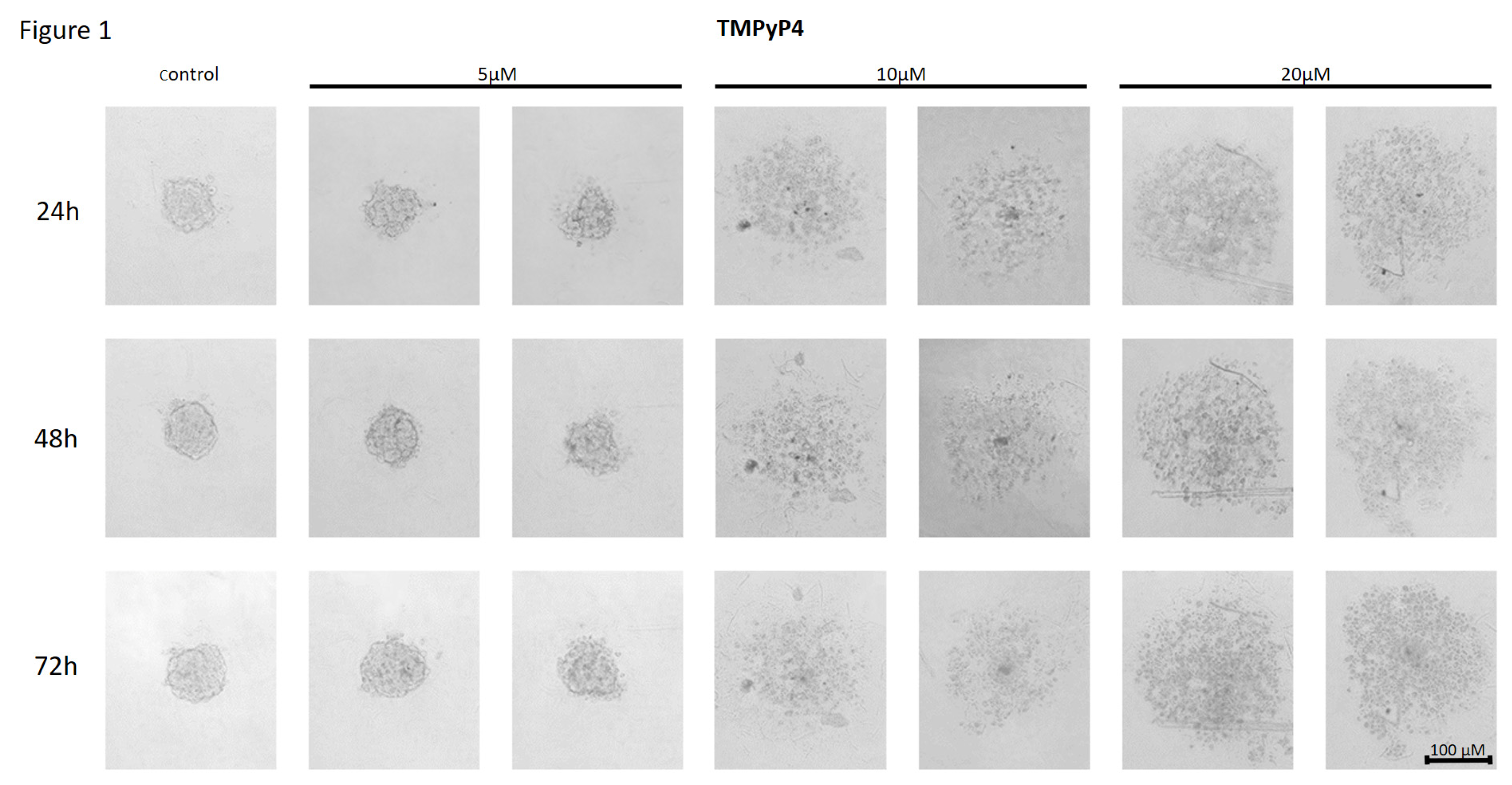 Preprints 120958 g001