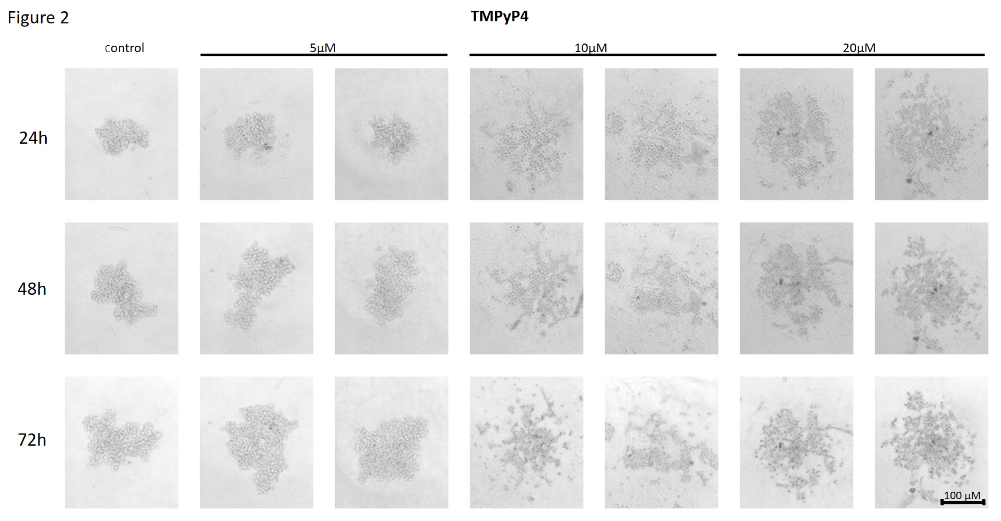 Preprints 120958 g002