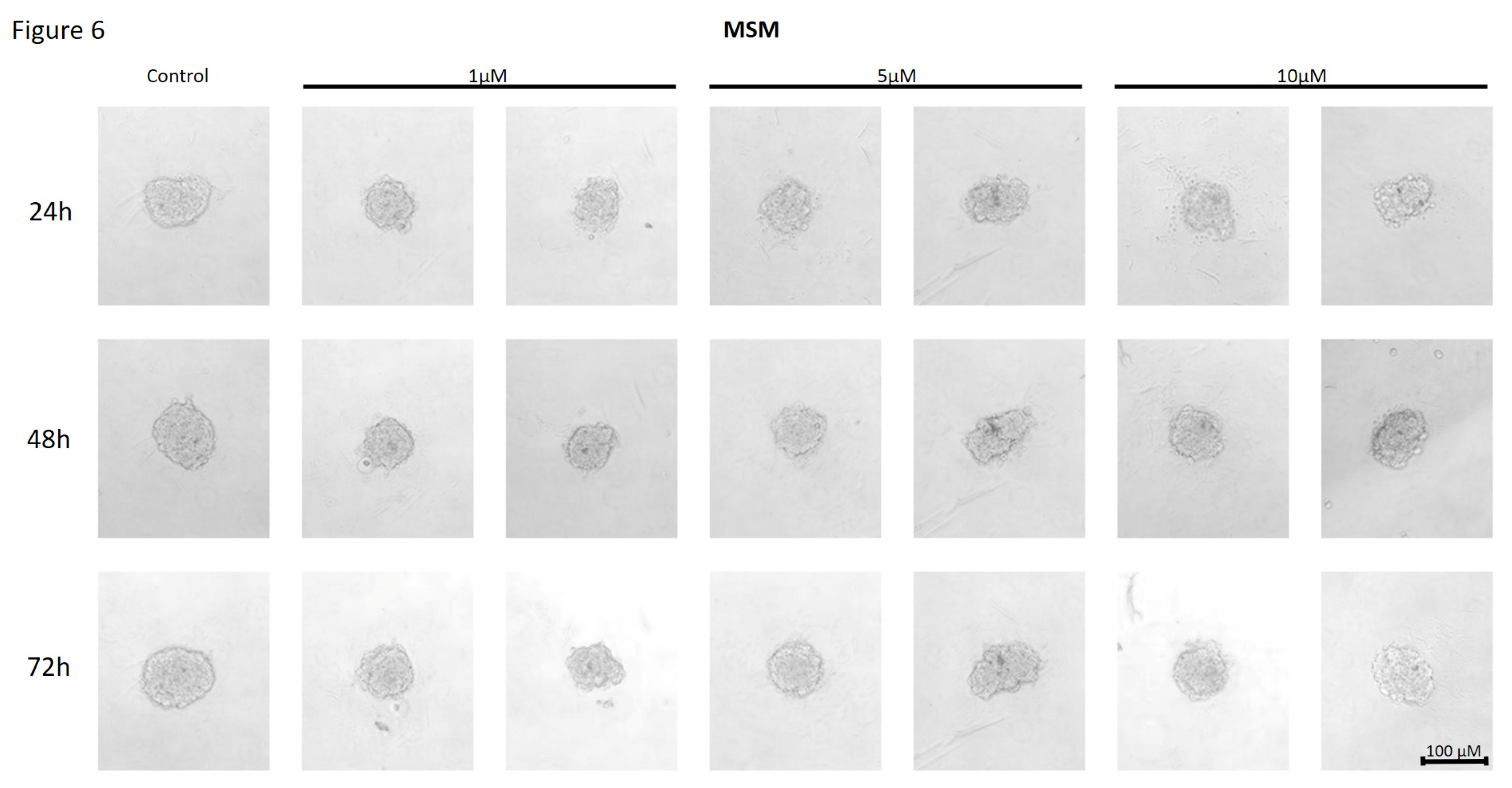 Preprints 120958 g006