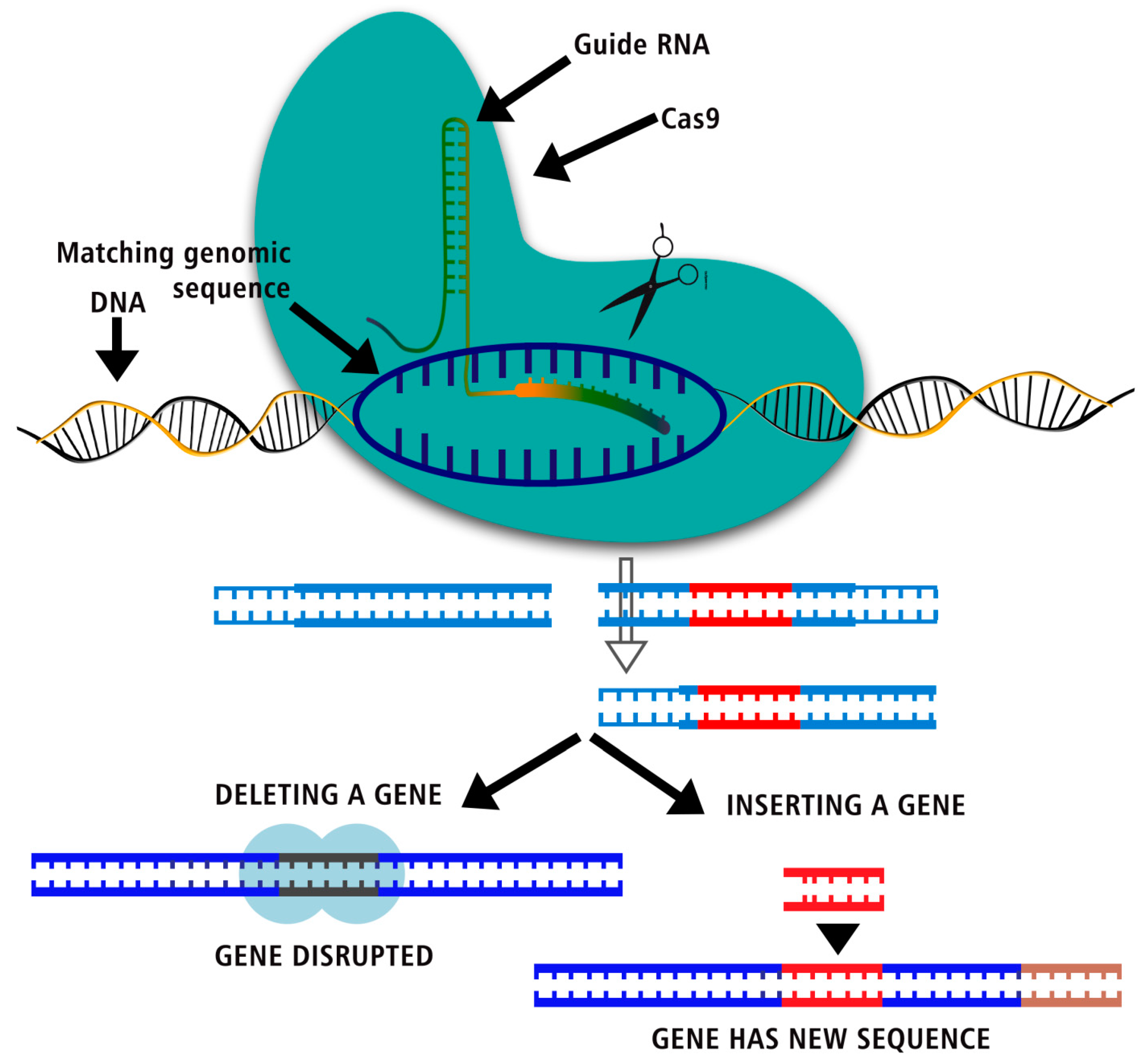 Preprints 97412 g001