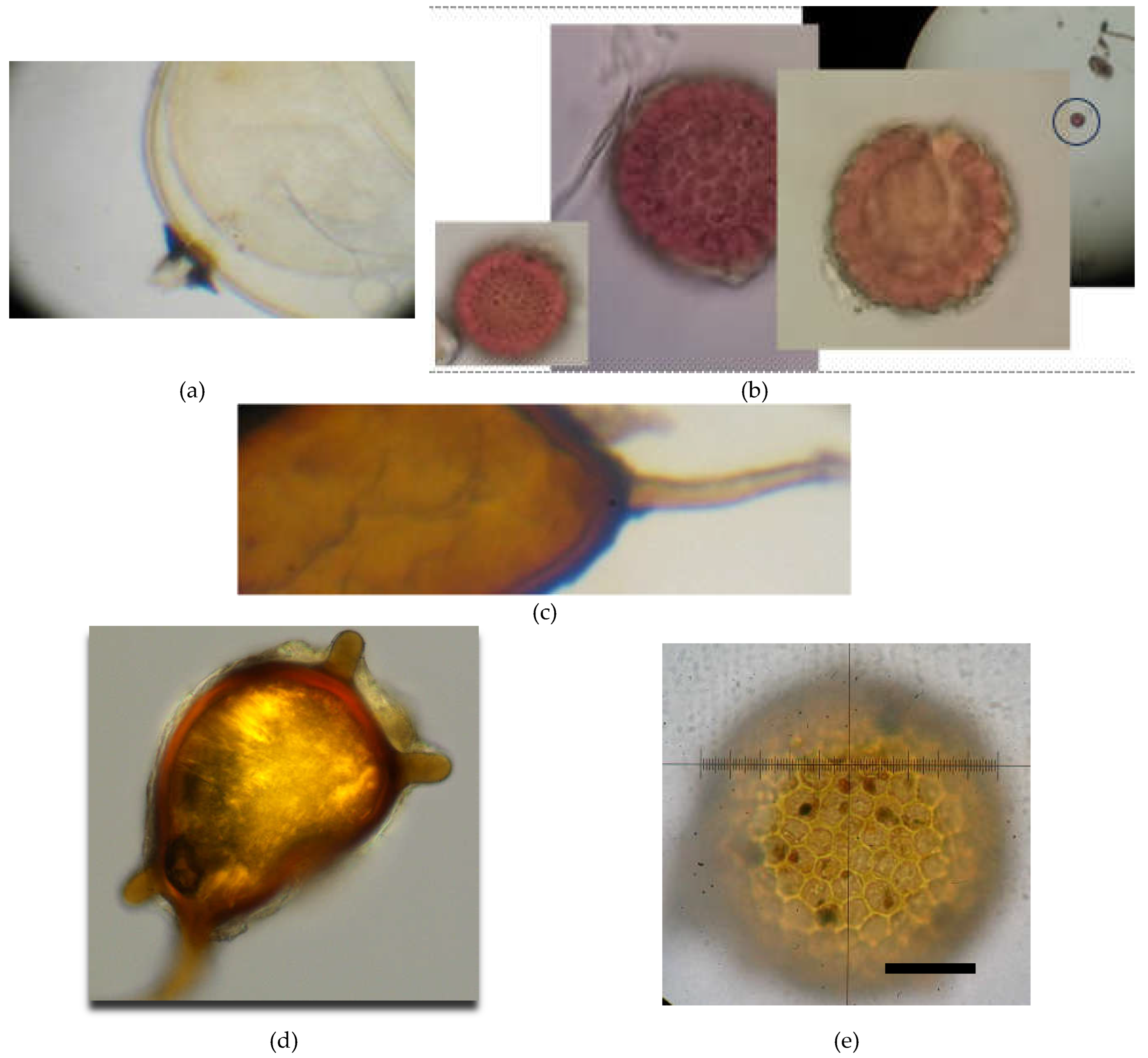 Preprints 113449 g007