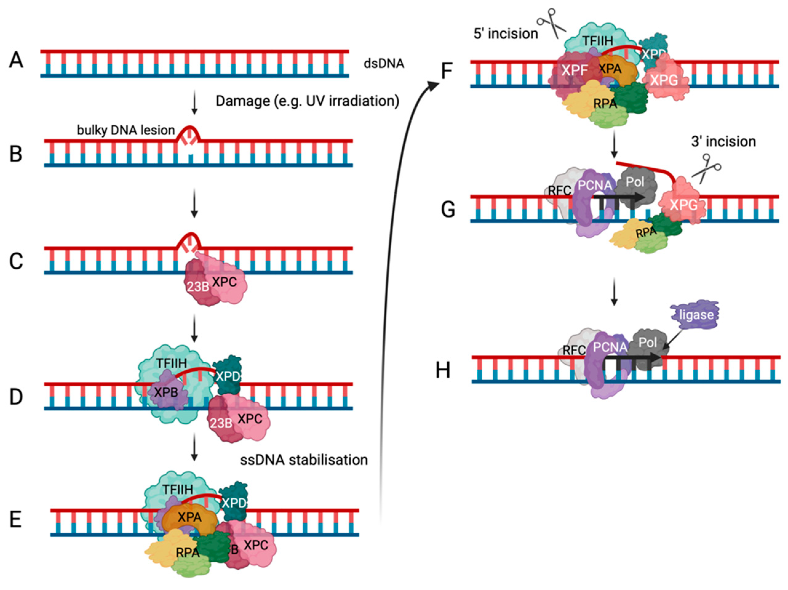 Preprints 91978 g003