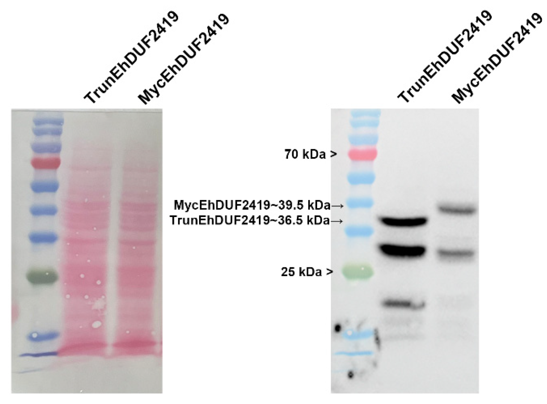 Preprints 119185 g004