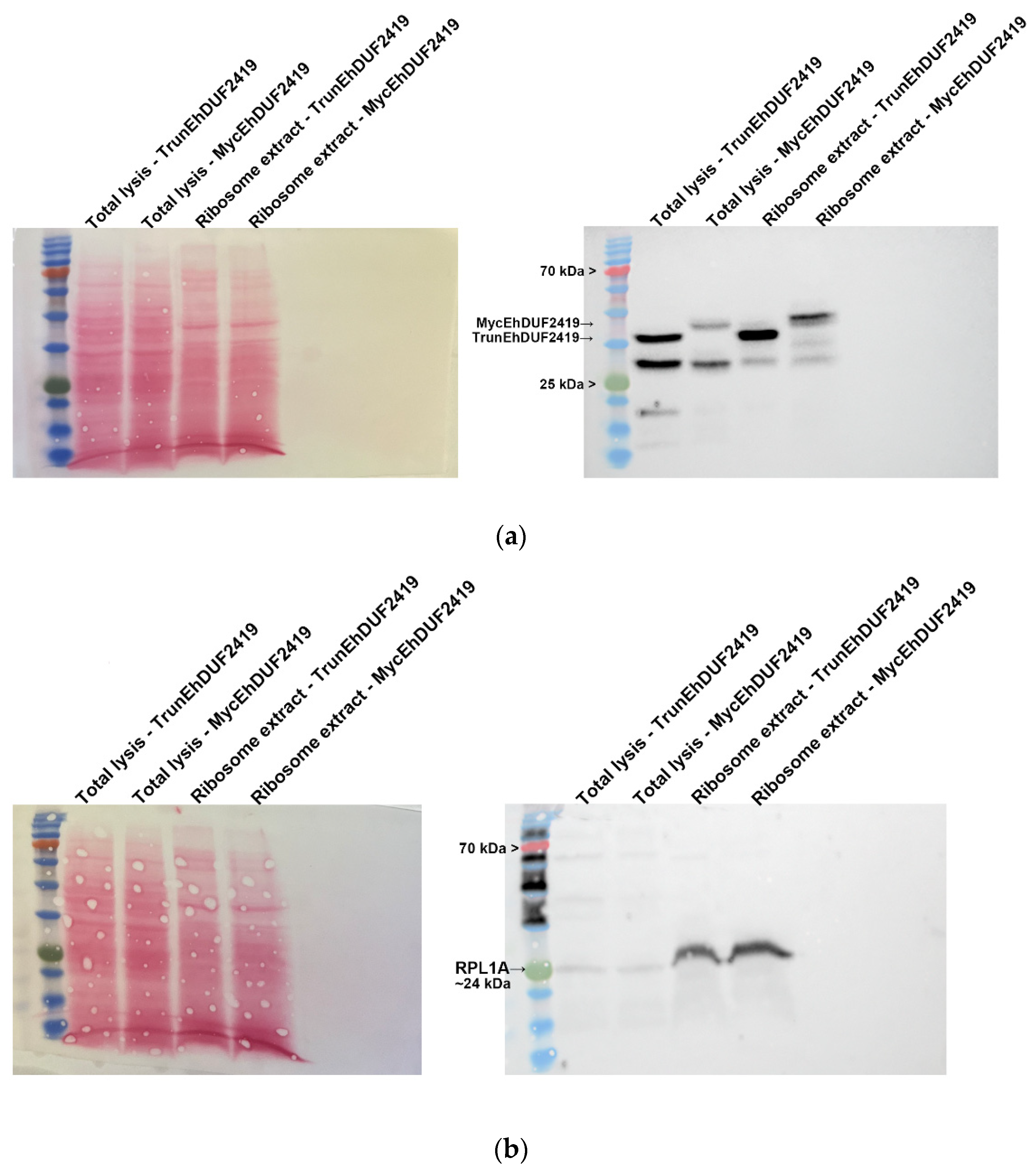 Preprints 119185 g005