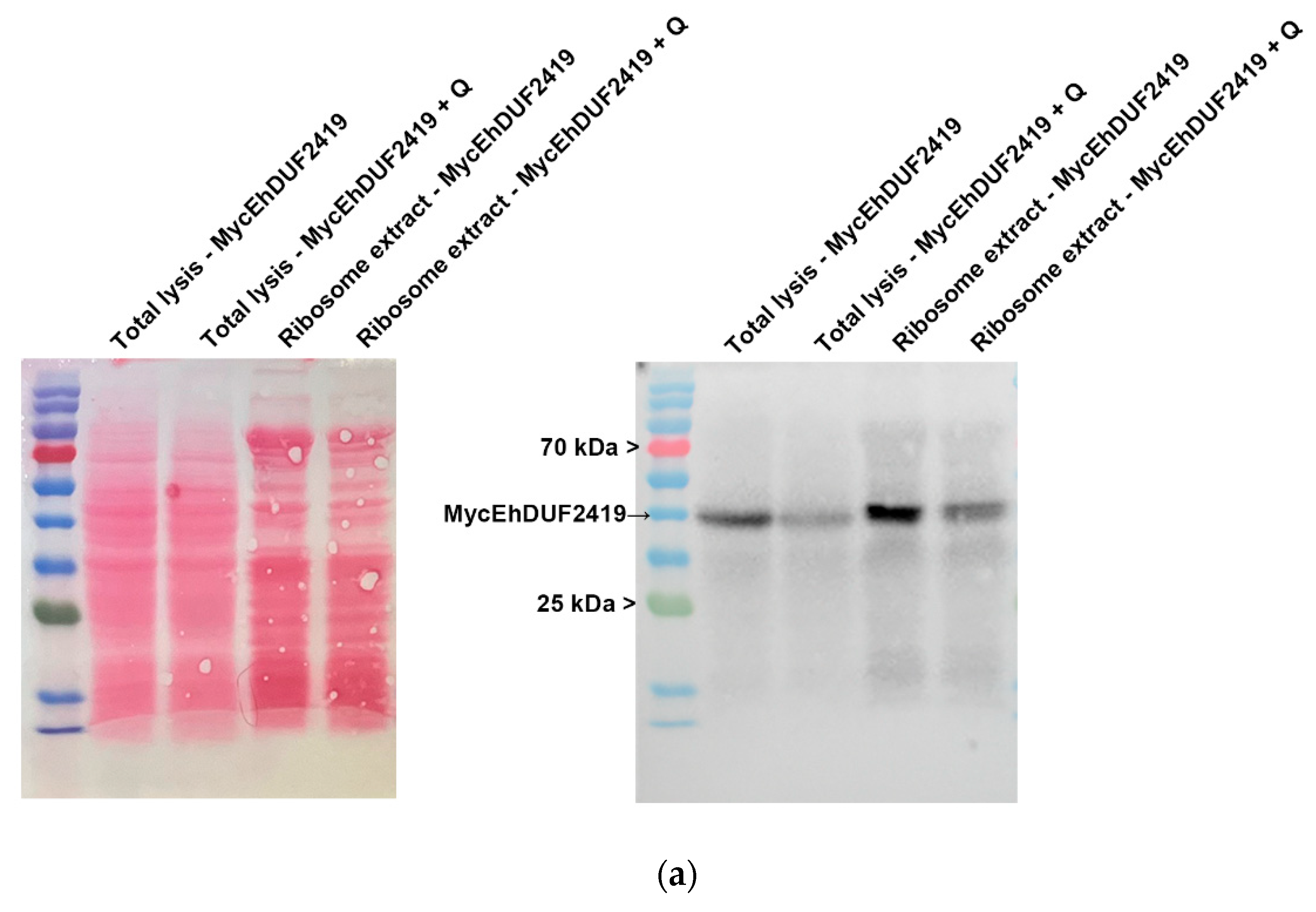 Preprints 119185 g007a