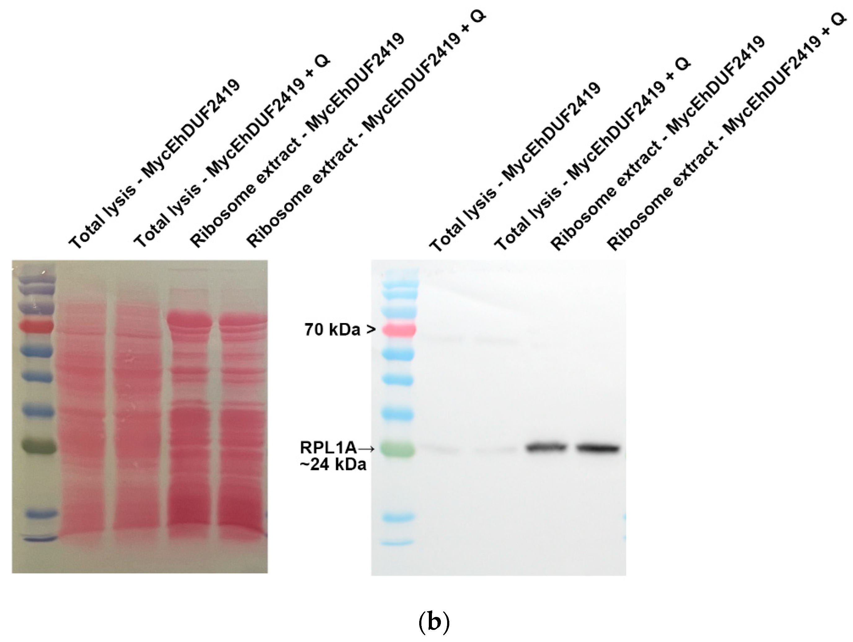 Preprints 119185 g007b